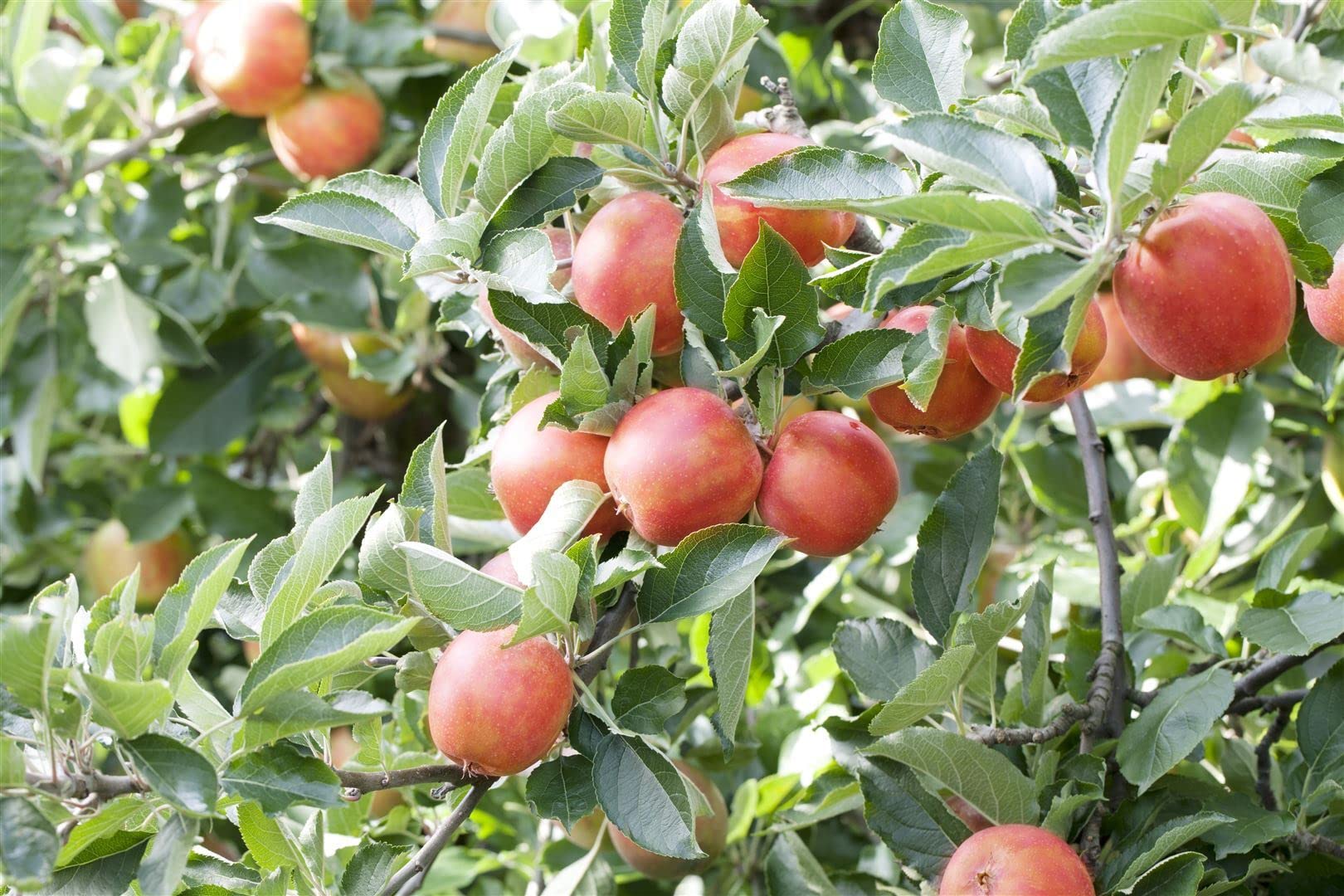 Apfelbaum Malus domestica Braeburn 150-200 cm Obstbaum winterhart