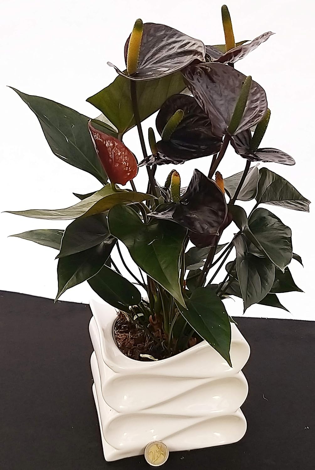 POWERS TO FLOWERS - ANTHURIUM NERO IN VASO CERAMICA BIANCO AD ONDA, pianta vera
