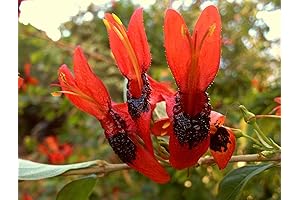 Hummingbird Bush – Enchanting Hummingbird and Butterfly Magnet Plant