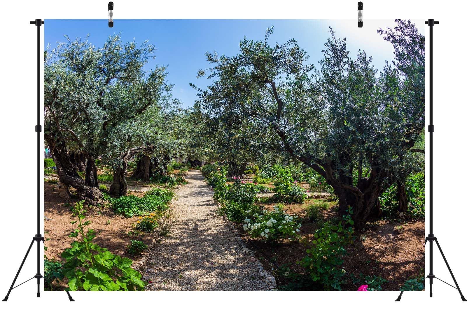 BELECO 6x3m Telo sfondo giardino di Getsemani | Paesaggio Gerusalemme ulivi antichi sfondo decorazione festa biblica banner accessori fotografia Israele