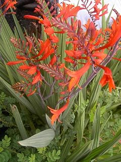 Generic 6 Large Mature Tall Crocosmia Bulbs Montbretia, Summer Perennial Lucifer