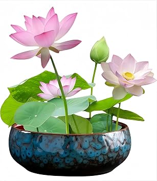 Lotus Bowl Planter, Lotus Bowls for Planting in Water Indoors, Bonsai Bowl Lotus Flower Seeds, Ceramic Planters for Indoor Plants, Applicable to Succulent Plants Hydroponic Plant. Kiln Turning Blue