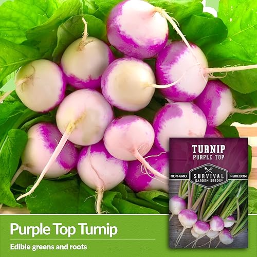 Miniatura 3 de Paquete de 5 semillas de nabo moradas para plantar, paquete con instrucciones para cultivar verduras saludables y vegetales de raíz en tu huerto