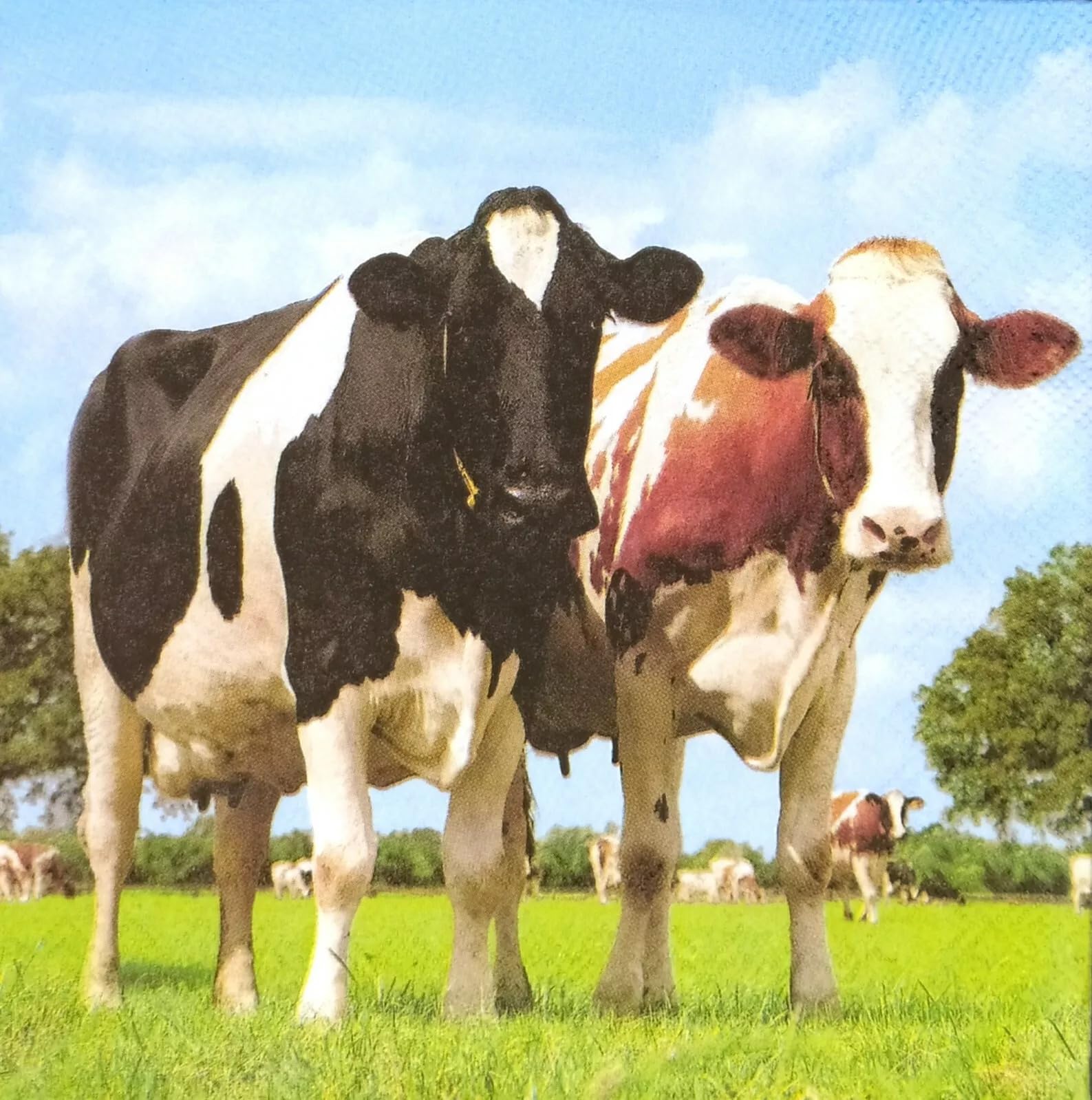 Set of 2 Individual Decoupage Paper Party Napkin Cows Livestock Farm Watercolor Decor Luncheon Napkins for a Birthday Holiday, Wedding, Cocktail Party