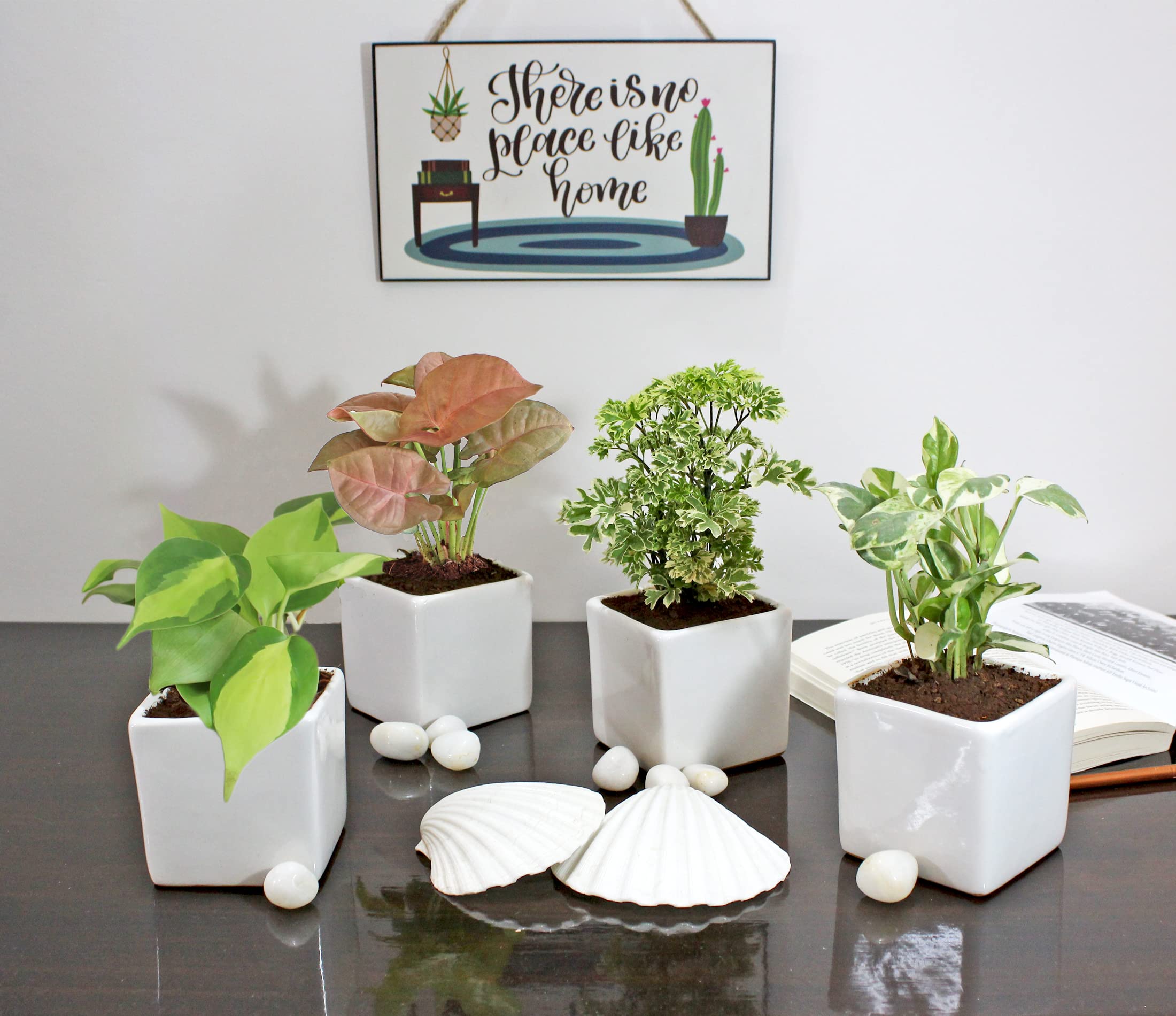 Rolling Nature 4 Live Indoor Plants: Philodendron Oxycardium Variegated, Pink Syngonium, Aralia and Money Plant - Easy Care & Air Cleaning Plants for Home or Office in White Square Glacier Ceramic Pot (B0C575CLW1) Amazon Price History, Amazon Price Tracker