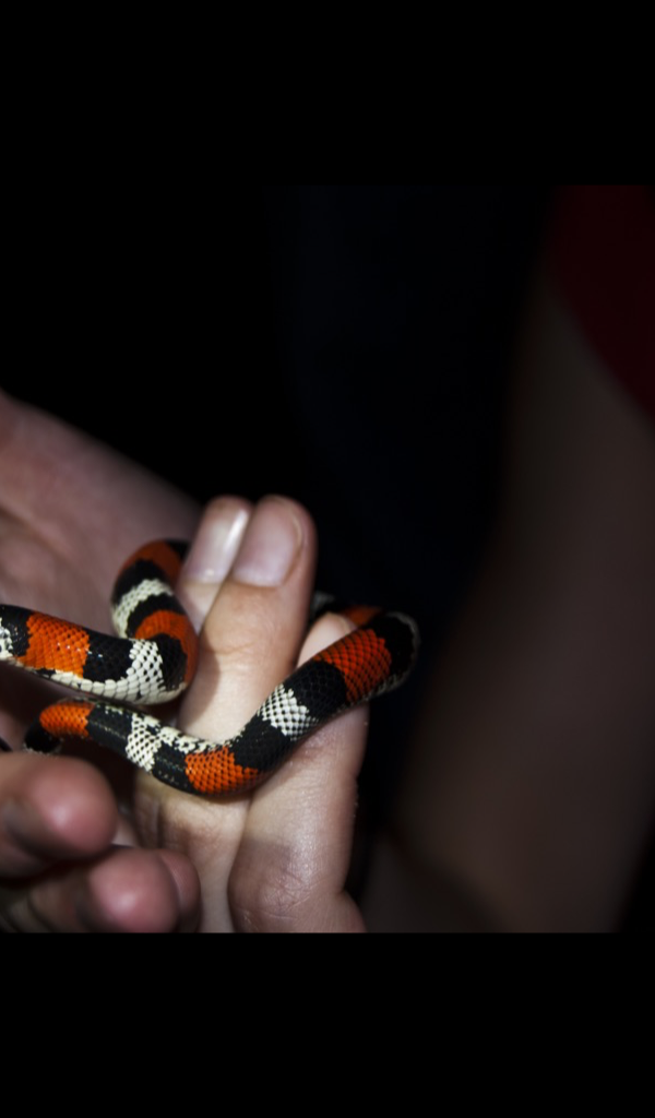 Coral Snake Wallpaper &ndash; HD Wallpapers of Coral Snakes! - App on Amazon