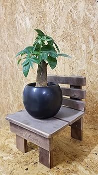 その他観葉植物 Masami fukurinzaki.jpg