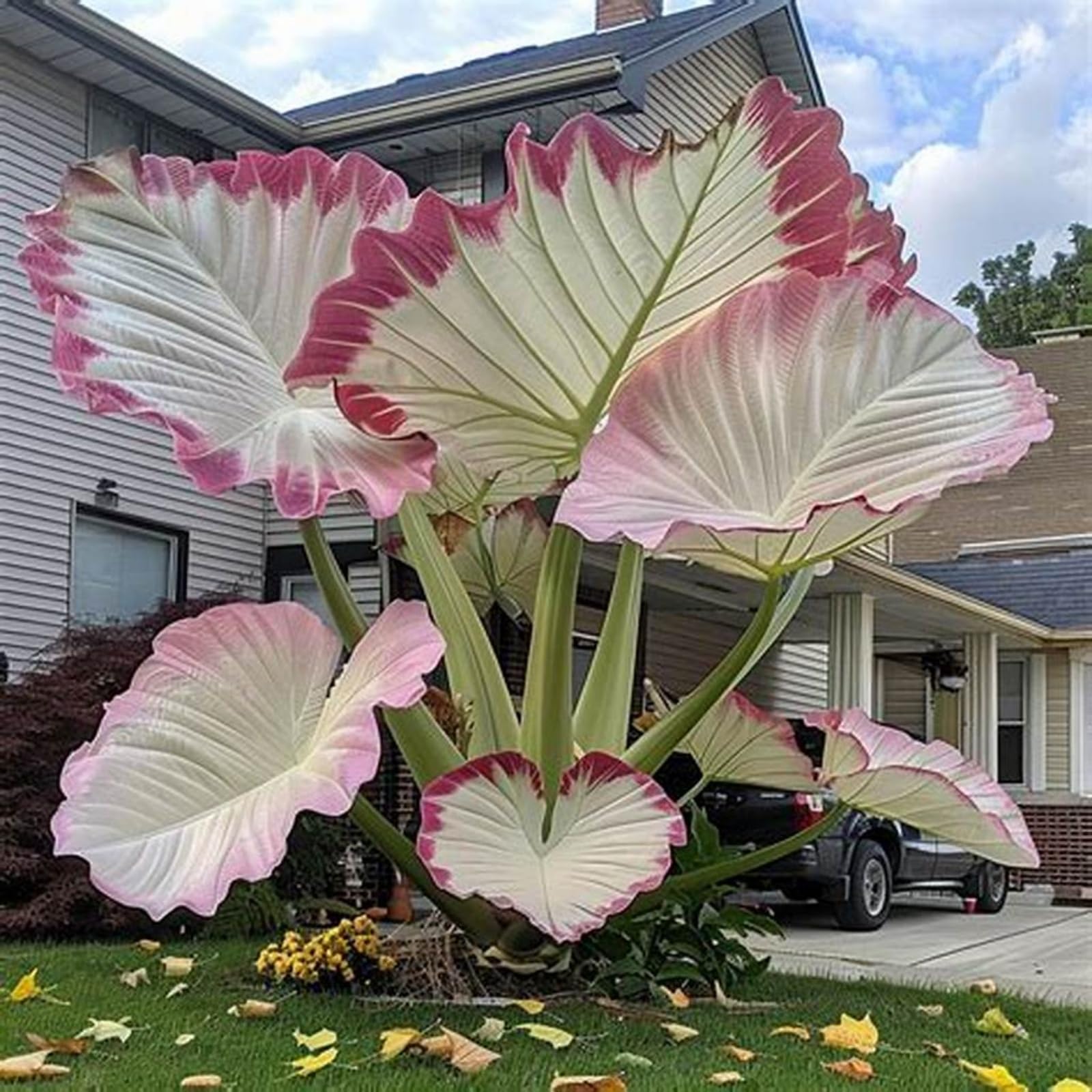 NVNJHJN.Elephant Ears Bulbs.Colocasia gigantea Bulbs.Strong Plants That Grow Well Mix Golden Jade Carving Feels Beautiful.-8 Bulbs-C