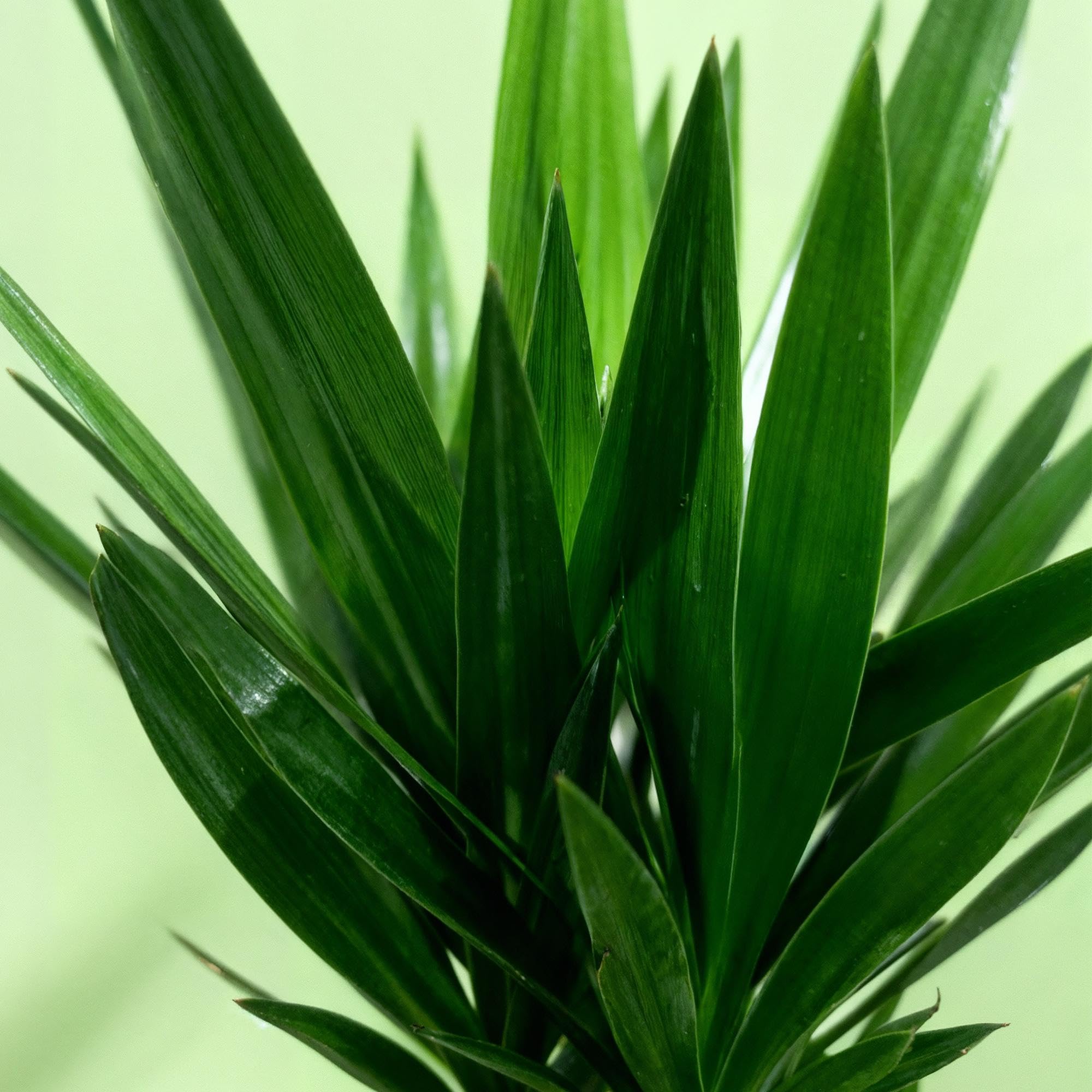 Green boutiQ - Zimmerpflanze - Yucca elephantipes - Yucca - Wenig Pflege - Grün - 1 - Topf 24cm - Höhe 140cm