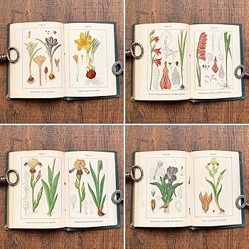 Amazon.co.jp: [1906年ドイツの古い植物図鑑(Flora von Deutschland 1