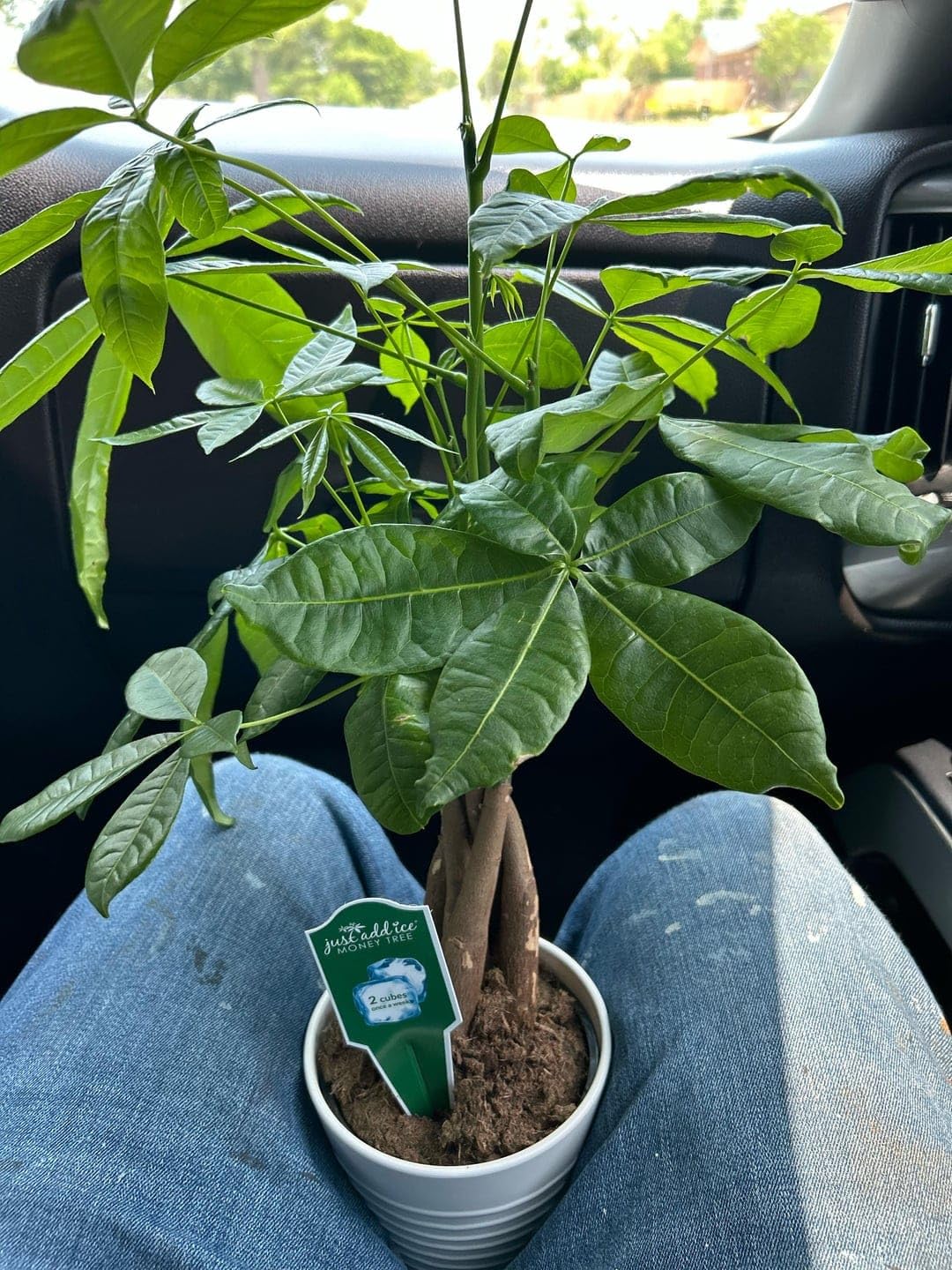 Just Add Ice Live Money Tree Plant Braided Trunk Indoor re3 | Pachira Aquatica, Lucky Plant, Home & Office Use, Easy Care, Pack of 1-image-35