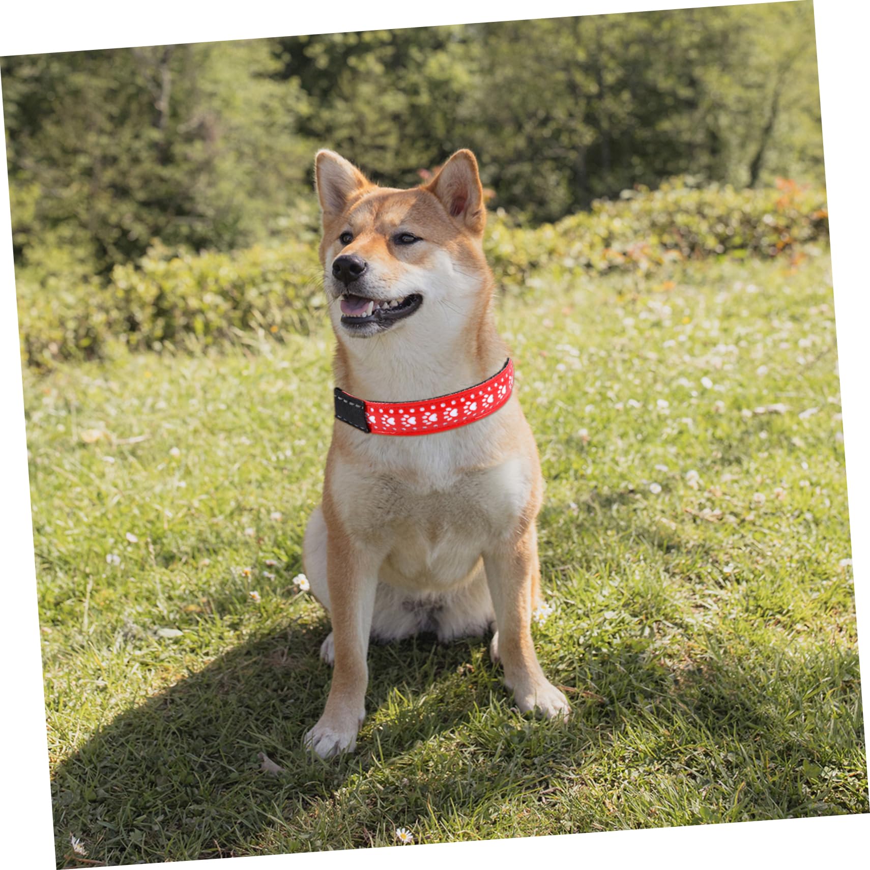 Mipcase 3pièces Collier LED pour Chien Collier Éclairant PU Et Accessoire Sécuritaire pour Promenade Nocturne pour Chiens Et Chiots
