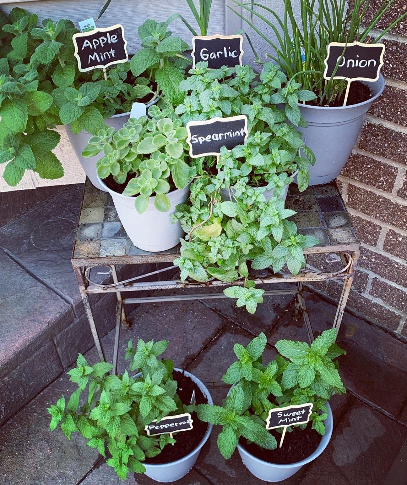 Etiqueta De La Planta, 20 Piezas Etiquetas De Jardín Madera, Etiquetas Para  Plantas De Madera, Mini, image size:1296x1542