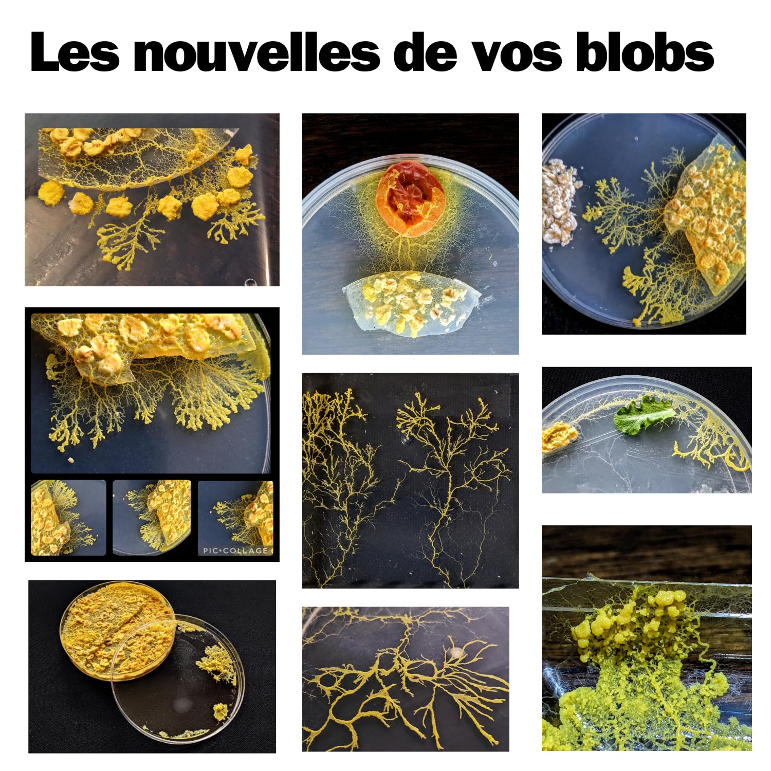 Cofanetto di allevamento Blob (con Accessori (Labirinto e trappola a U))