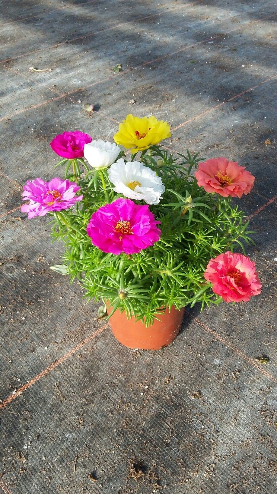Floroo Portulaca Grandiflora/Purslane Live Plant (4 colours) with pot (B09JWXVLXB) Amazon Price History, Amazon Price Tracker