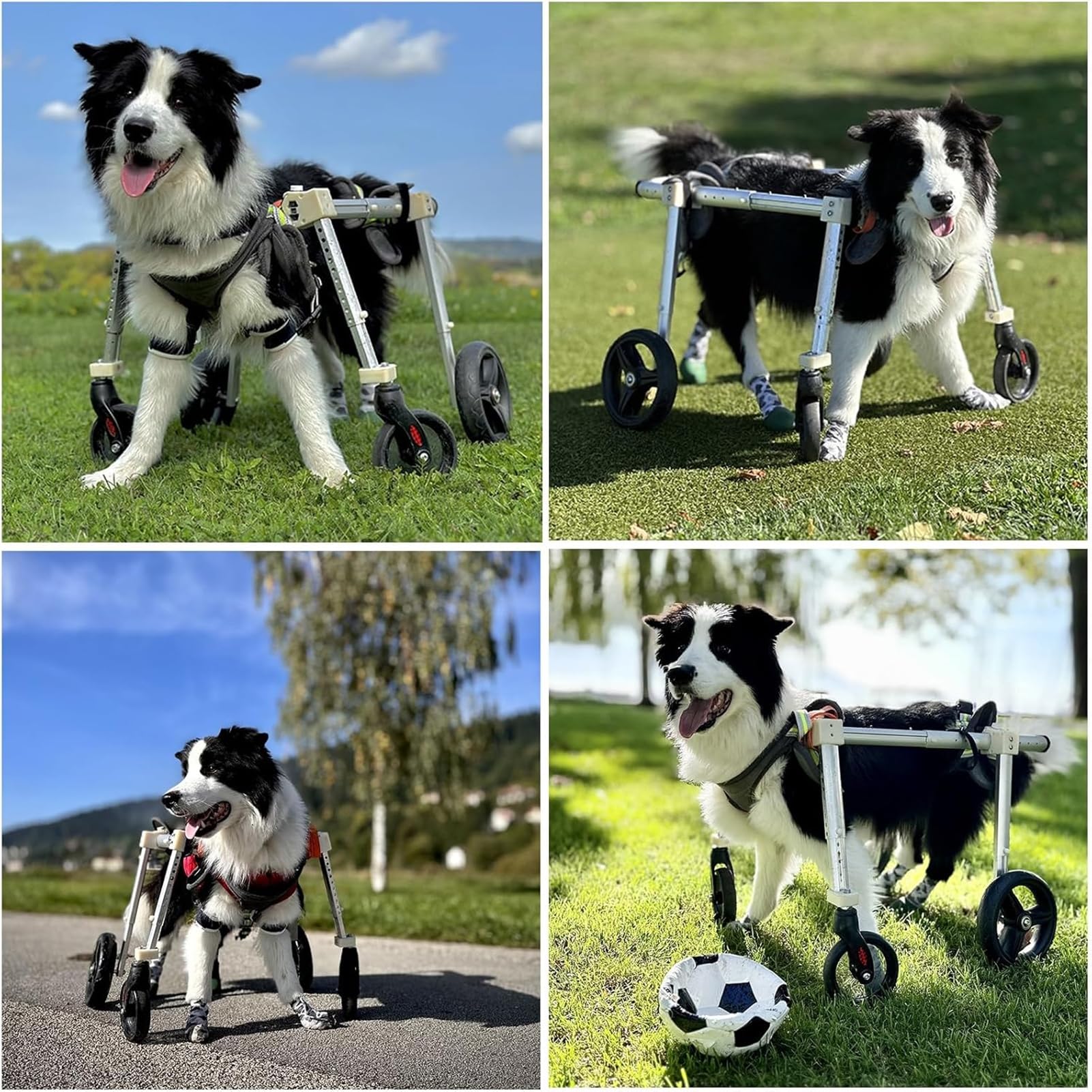 Sedia a rotelle per cani, 4 ruote regolabili, carrello di supporto completo per gambe anteriori e posteriori, leggero aiuto per la mobilità per animali domestici disabili di medie e grandi dimensioni
