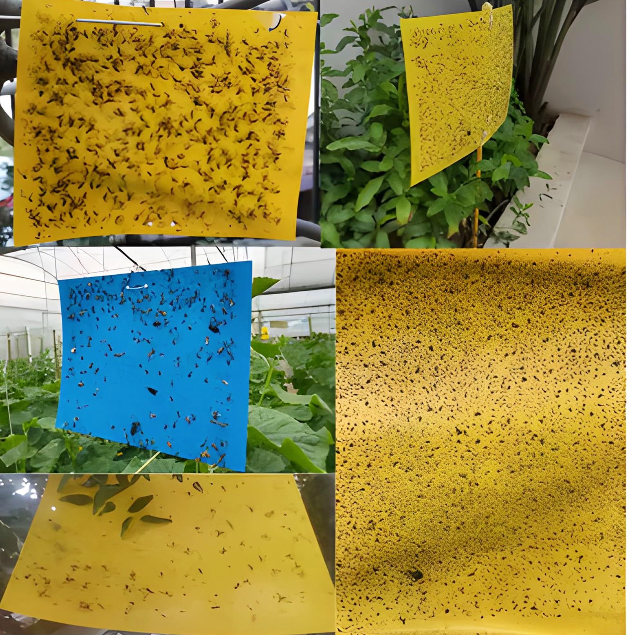Bricoloco 10 pz. Trappola per colla atossica gialla speciale vasi e giardino 25x10 cm. Attrae Mosca Bianca, la Mosca Minatrice, afidi, cimici delle Foglie, ecc... (3)