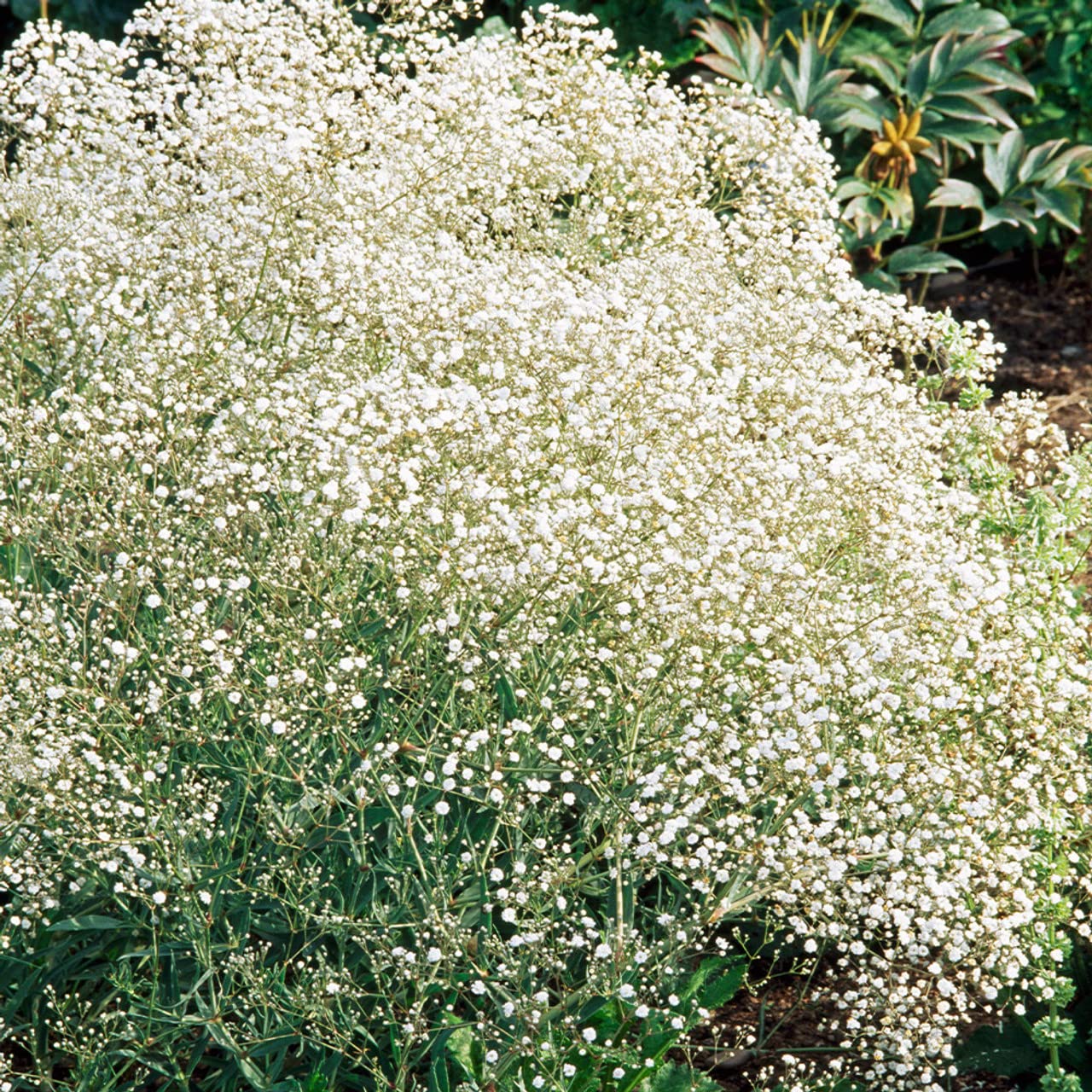 Golden Hills Farm Gypsophila Gypsy Compact White Flower 500-1008 seeds (B0BQRH7WM3) Amazon Price History, Amazon Price Tracker
