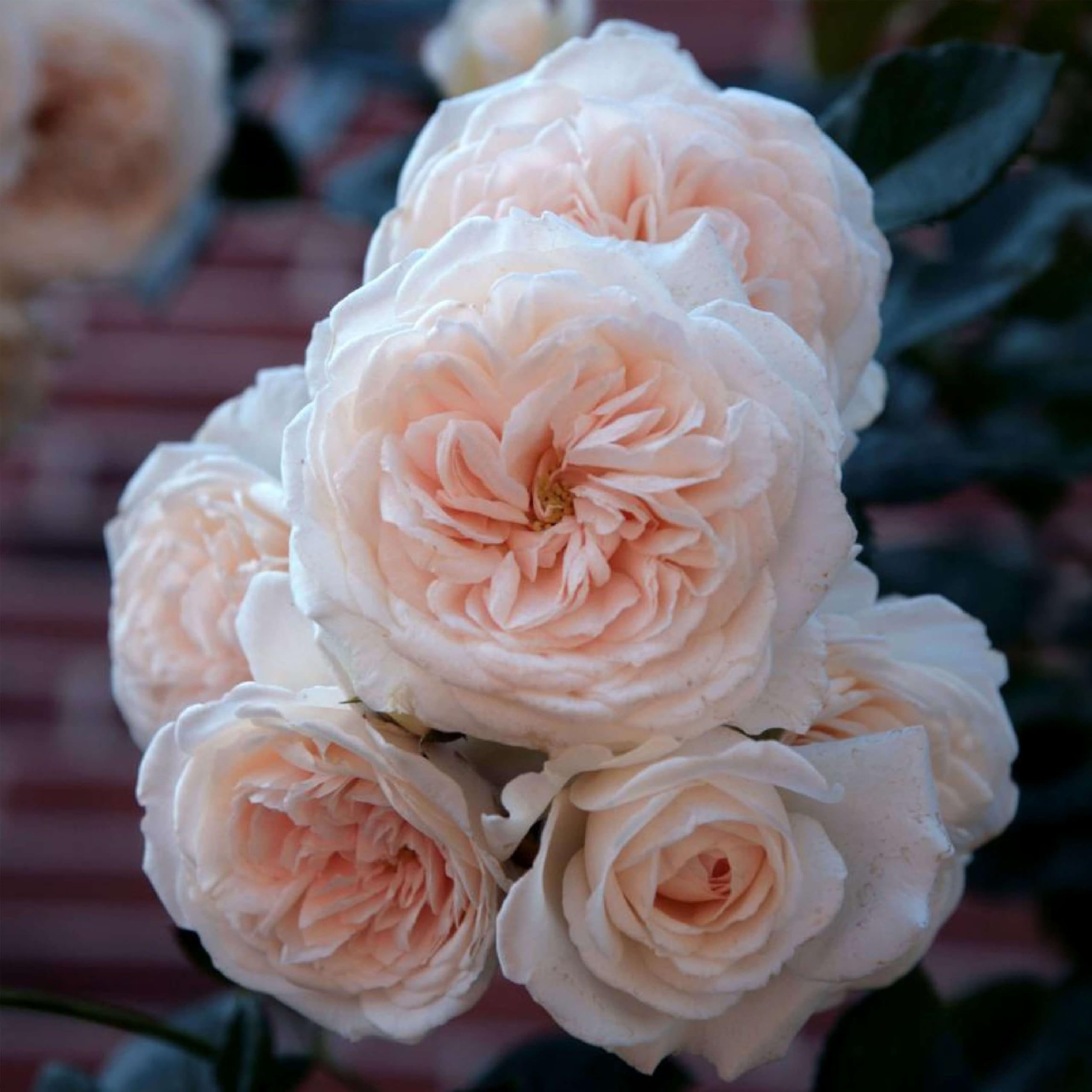 Heirloom Climbing Rose Arborose Honeymoon