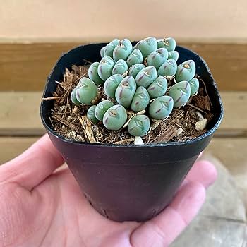 コノフィツム　ビロブム系　種類28種類　10粒ずつセット コノフィツム ビロブム(少将・銀将)(Conophytum Bilobum)の種子