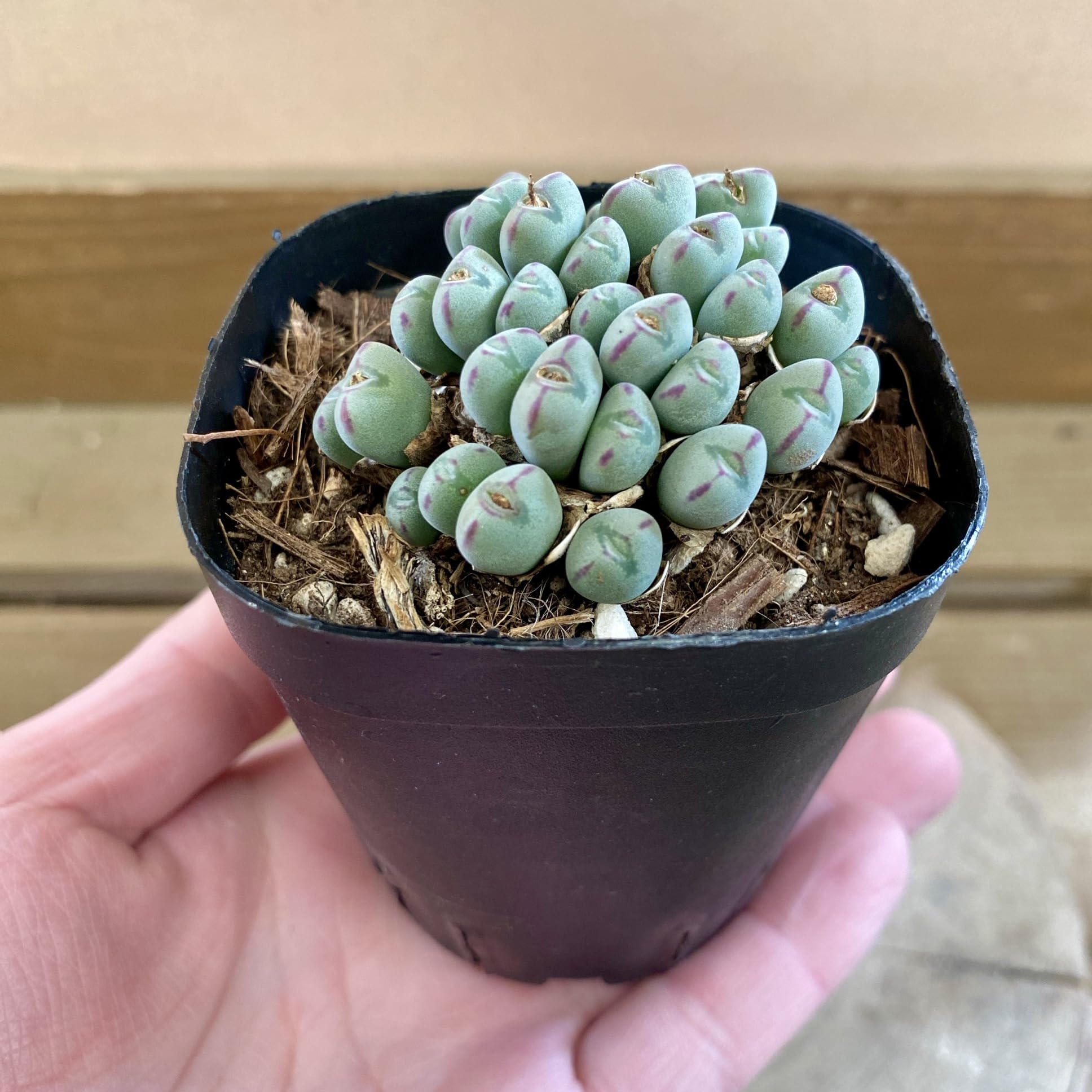 Amazon｜多肉植物 メセン コノフィツム ビロブム 3号ポット