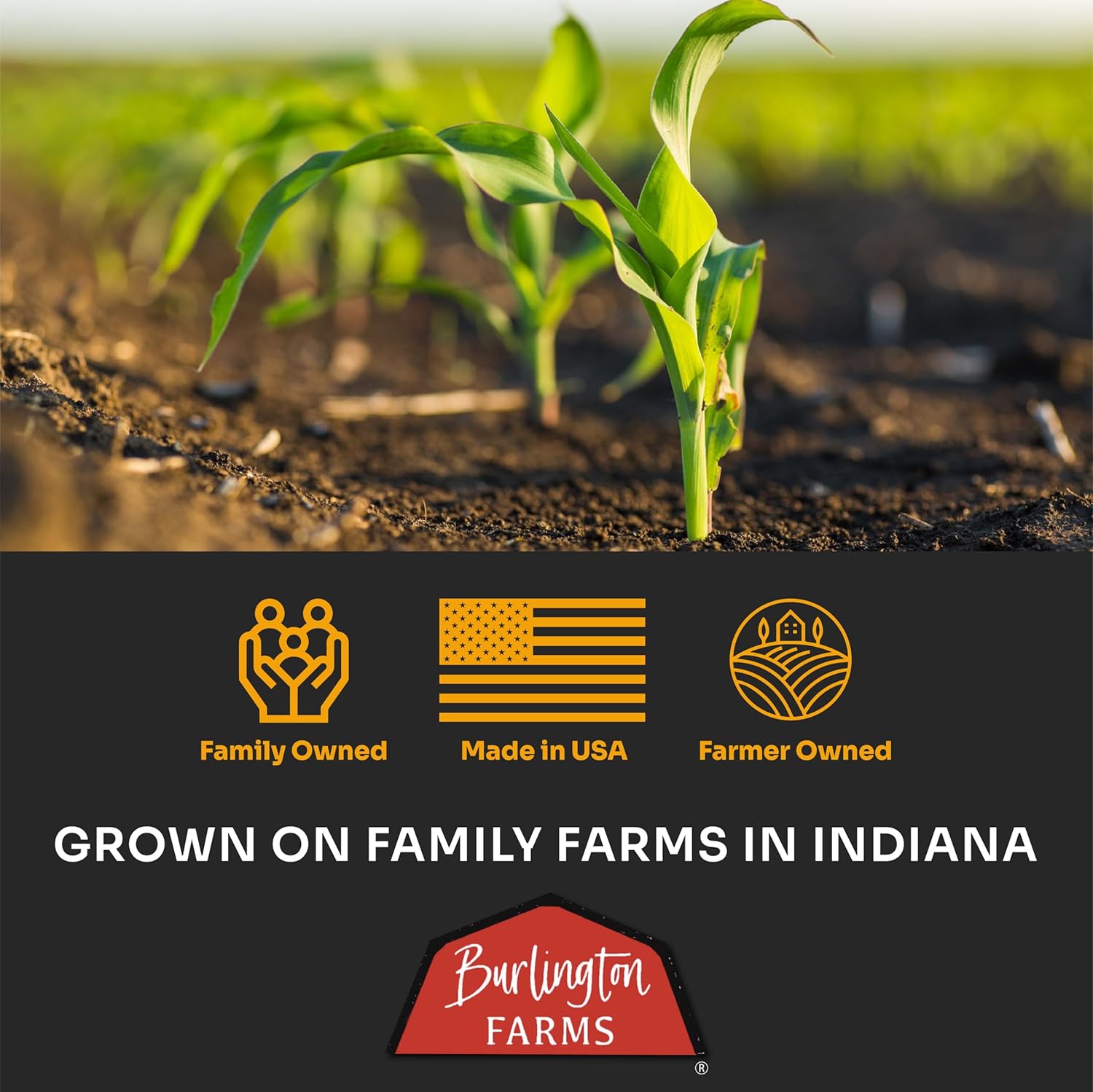 Burlington Farms Stovetop Popcorn – White Cheddar Flavor (8 Pack) | organic popcorn, Gluten-Free & Healthy Snack, Perfect for Family Movie Nights, Parties, and Gifting.