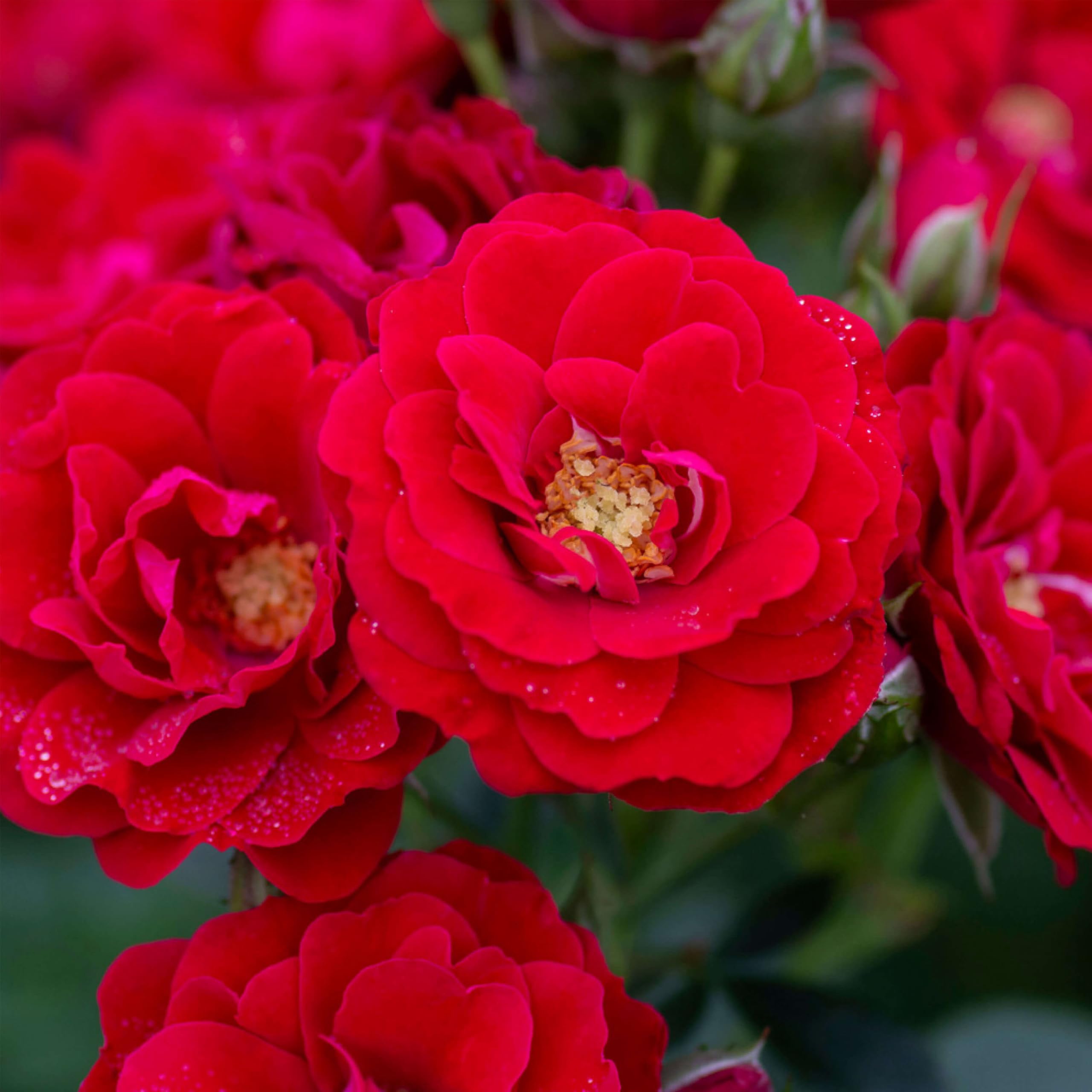 Heirloom Climbing Roses Cherry Frost
