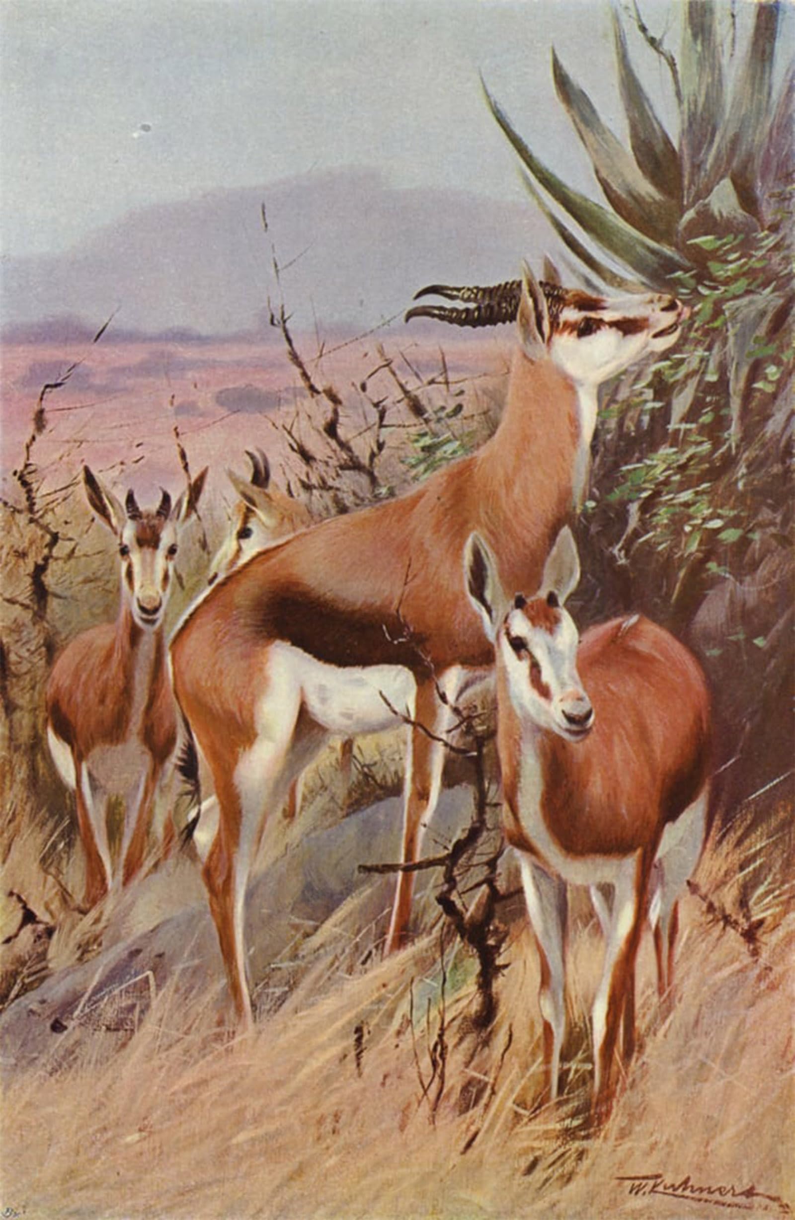 ARTXLXXBN Famous Art Print Poster Vintage Wall Art Springbok by After Wilhelm Kuhnert Canvas Art Poster for Home Decor 60x90cm