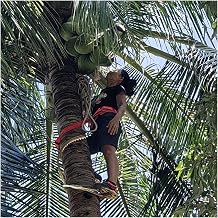 Non-Slip Coconut Tree Climbing Gear/Tool/Machine, Thick Trees Climber Spikes for Picking Fruit Jungle Survival Wild Adventure, Electrician Foot Buckle