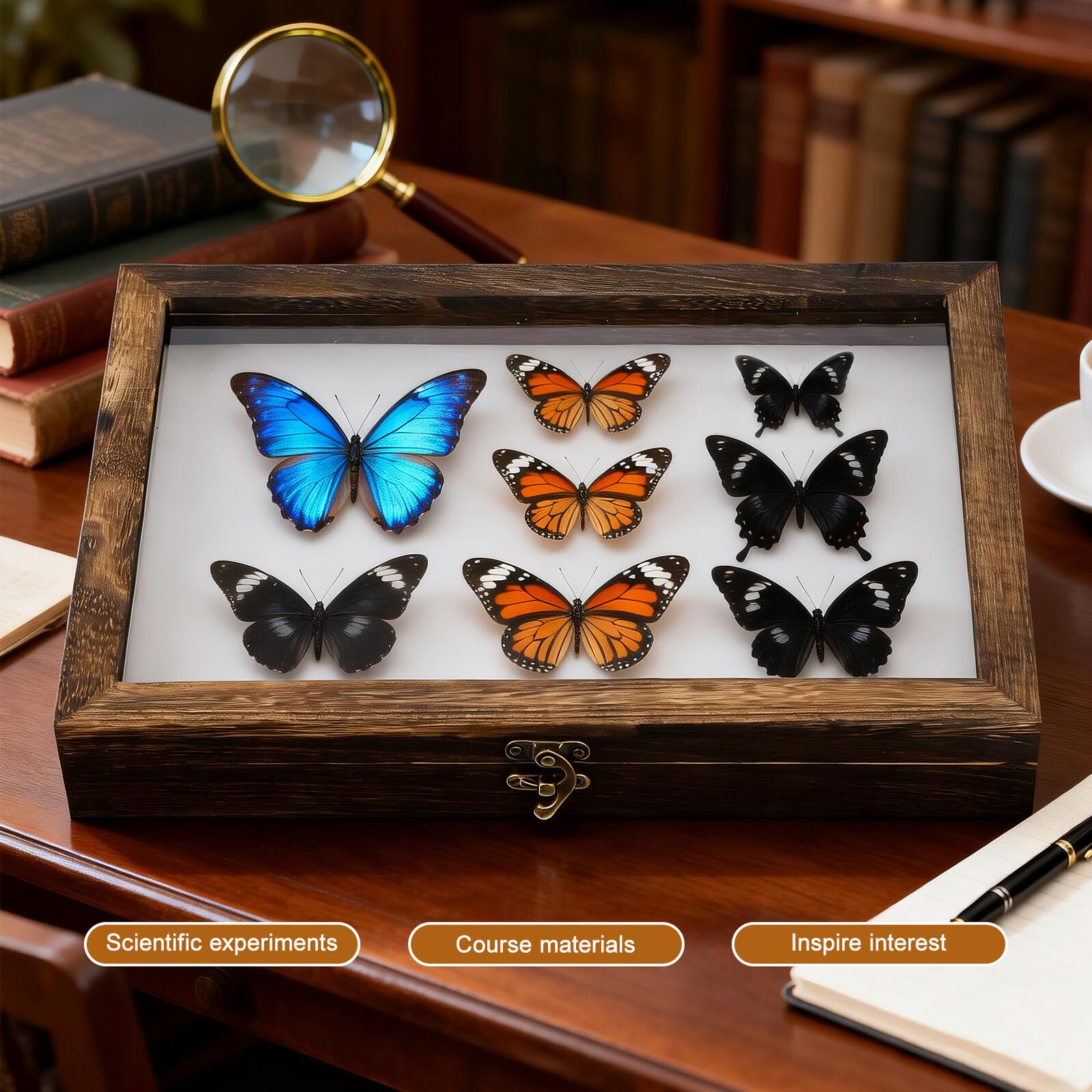 Homoyoyo Caja para Muestras de Insectos de Madera Maciza Diseño Vintage Resistente Humedad Adecuado para Exhibición y Almacenamiento en Interiores