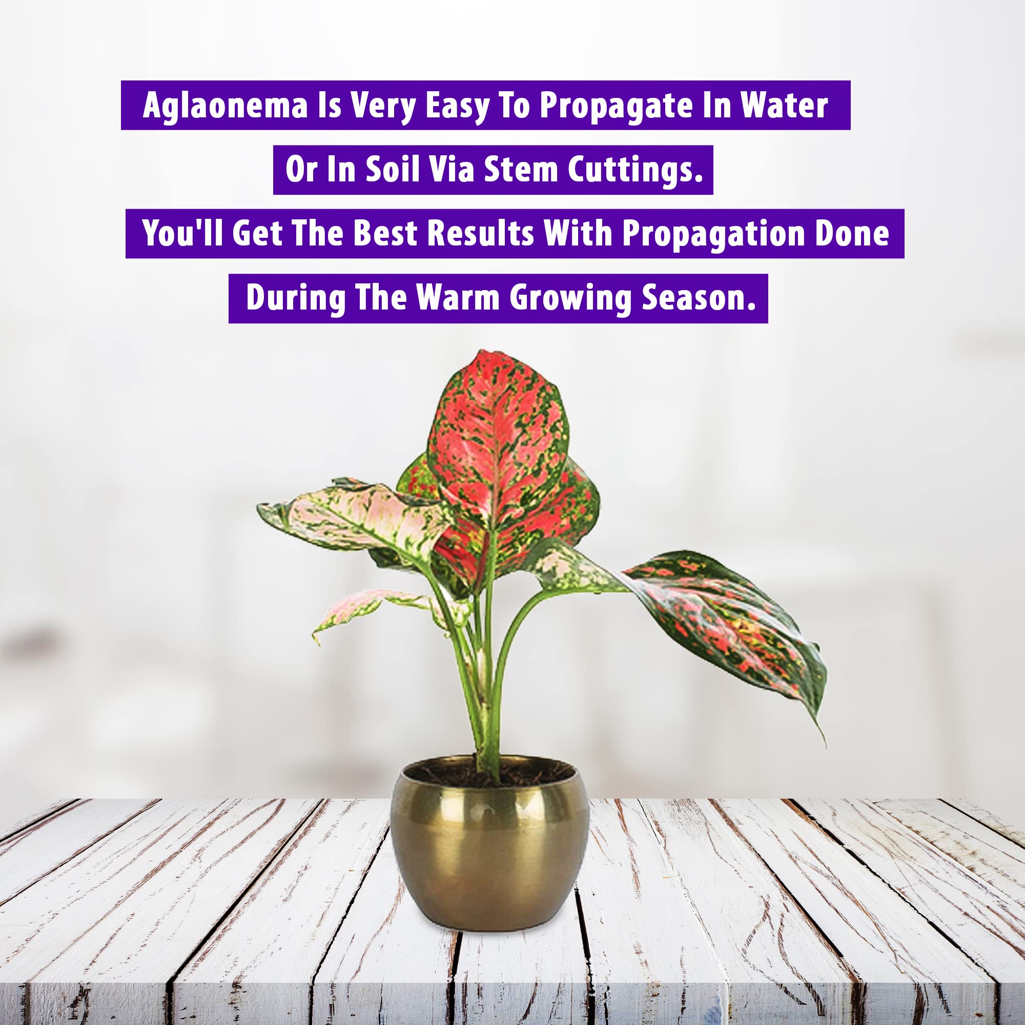 GrowKaro Air Purifying Live Aglaonema Anyanmanee Red Plant With Golden  Metal Pot | Home Decor | Indoor and Outdoor Plants | Office Desk | Balcony  : Amazon.in: Garden & Outdoors