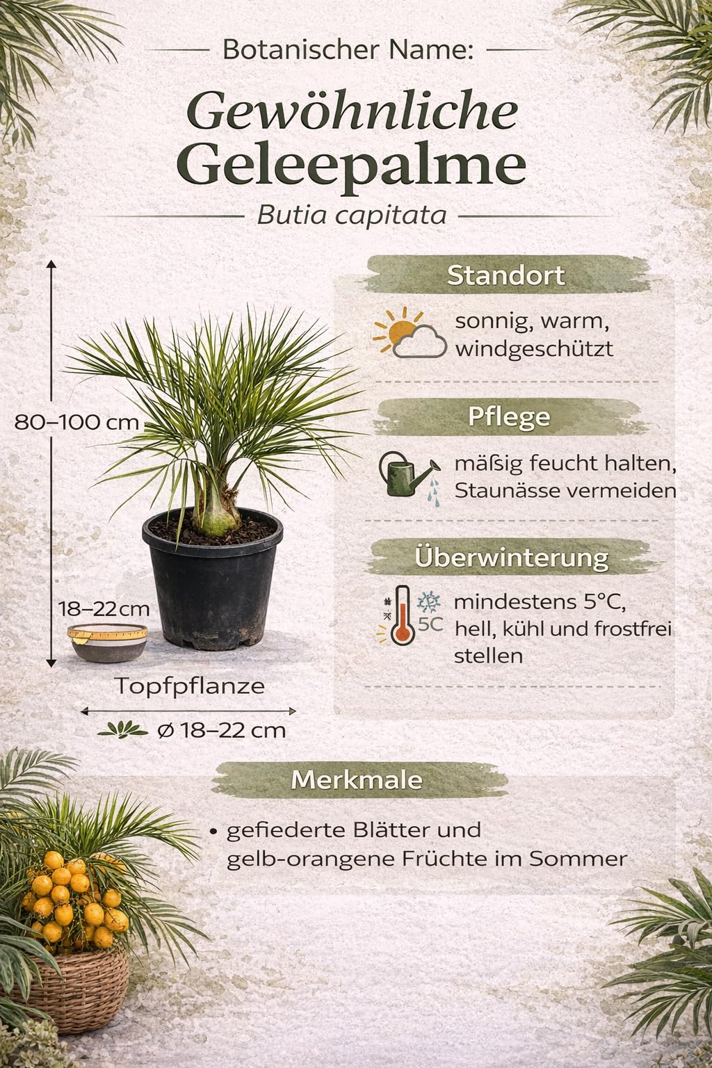 Gewöhnliche Geleepalme 80-100 cm – Butia capitata – winterharte Palme für Garten & Terrasse – dekorative Kübelpflanze mit exotischem Flair