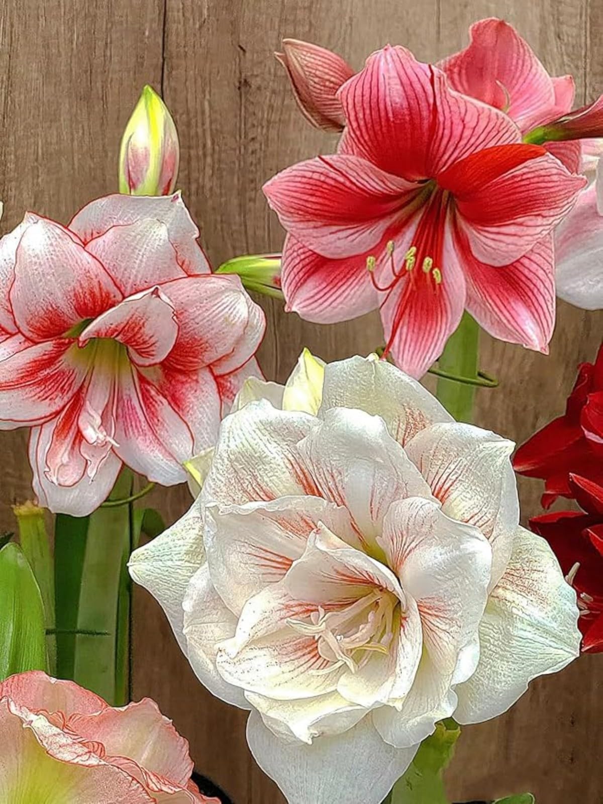 Amaryllis for Planting Now UK Ornamental Perennial Greening Flower/Good for Containers Easy Plant/Natural Organic/Excellent Display Plant Bulbs-1bulb-C