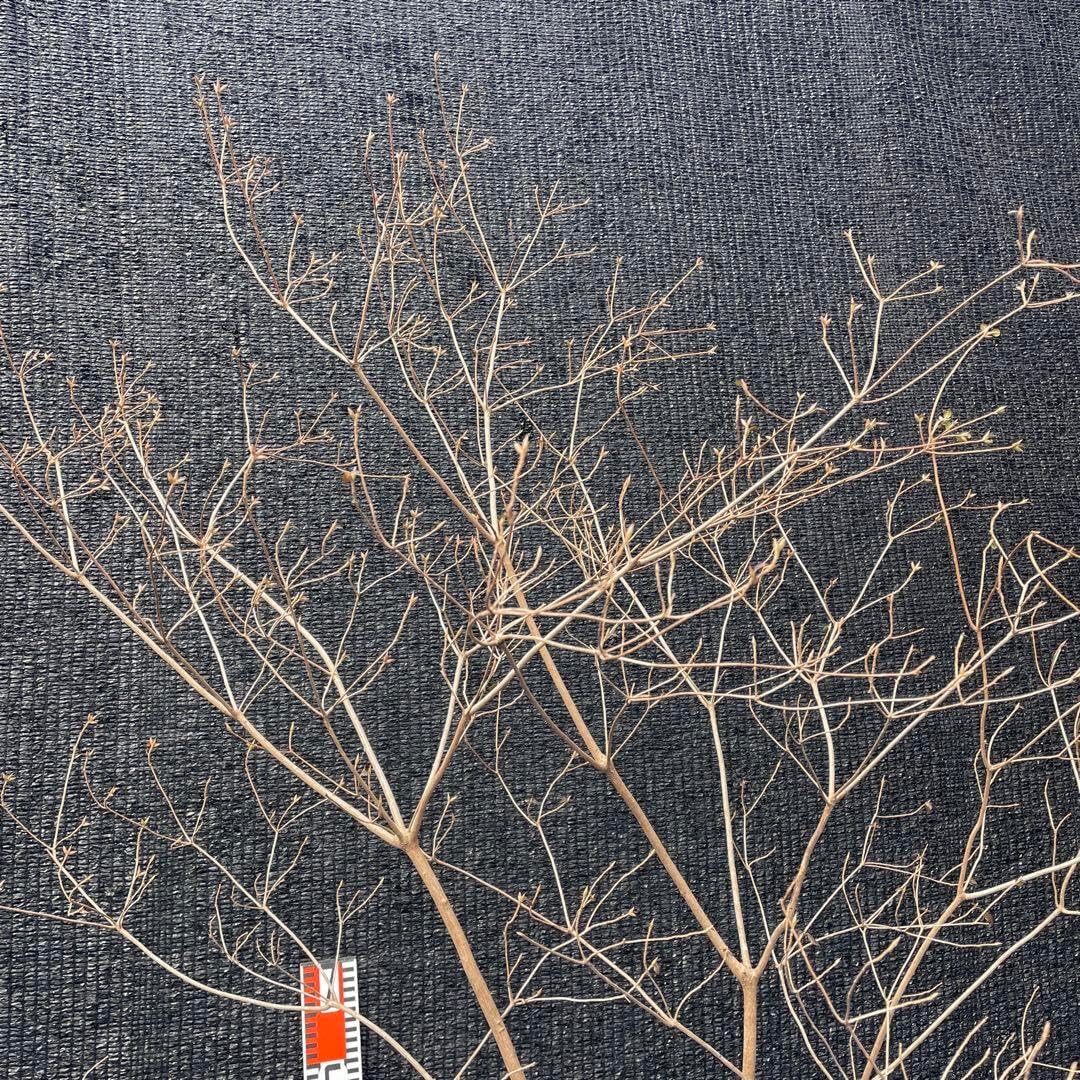 72 山採り　バイカツツジ 山採り バイカツツジ 【公式通販】