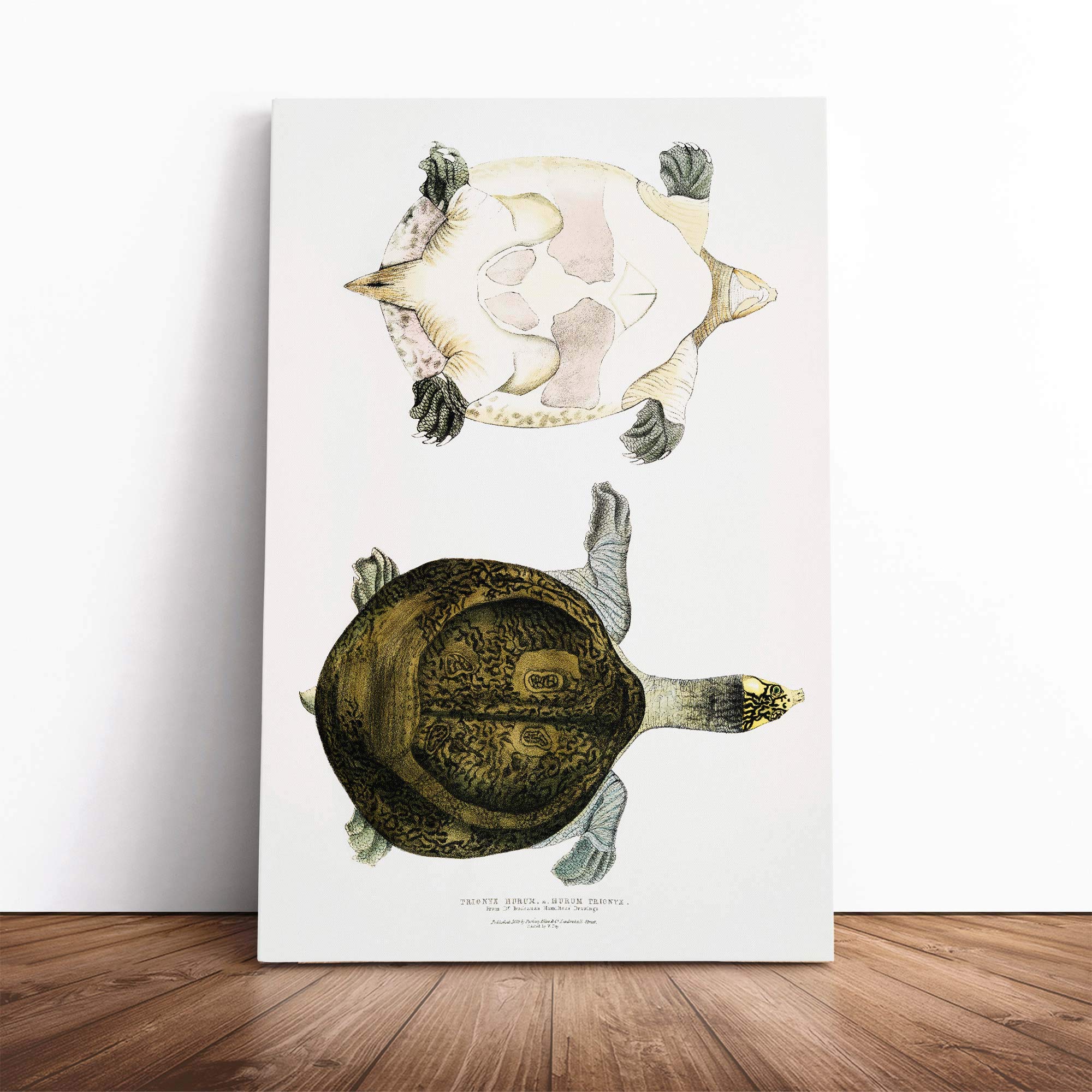 Hurum Trionyx Turtle by John Edward Gray Canvas Wall Art Picture Print - Framed Painting - Modern Home Décor - Ready to Hang Poster for Living Room Bedroom - 20x14 Inch