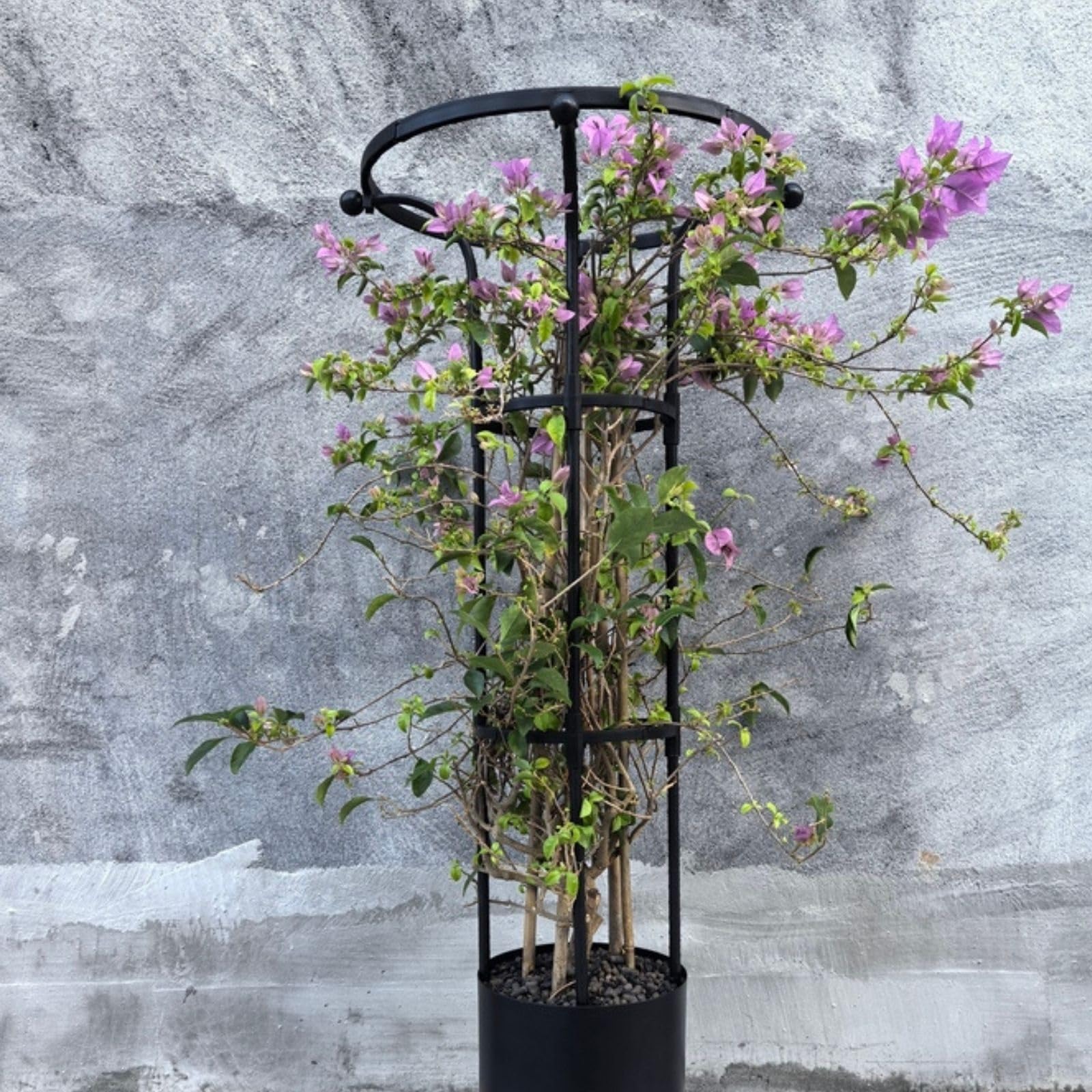 Trellis for Climbing Plants Outdoor, Vertical Metal Umbrella Trellis Tower Frame Garden Obelisk 90 120 150 180 210CM Flower Support for Garden, Yard Rose Obelisk(Black,HIGH: 120cm/4.9ft)