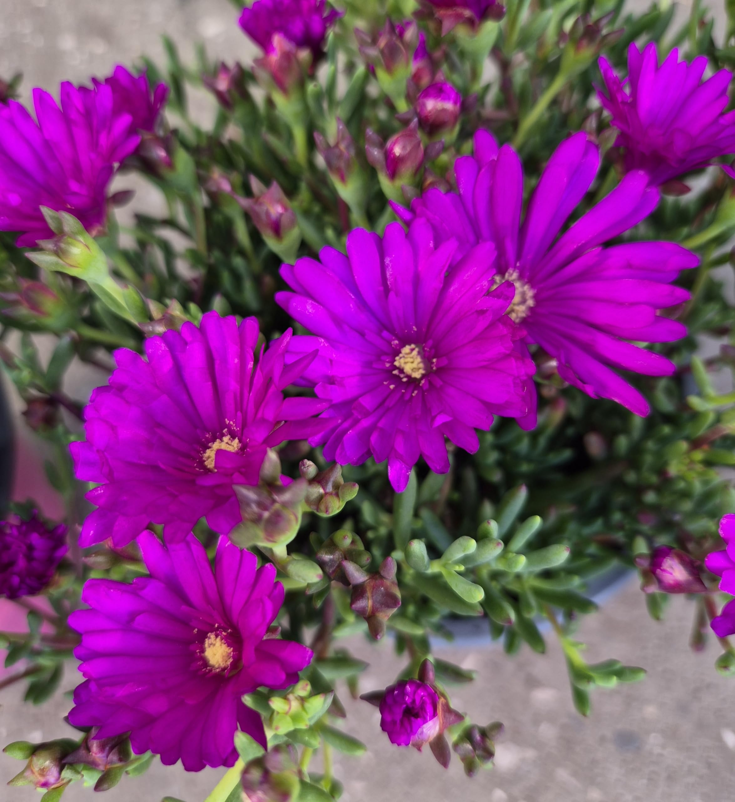 POWERS TO FLOWERS - MESEMBRIANTEMO FUCSIA, VASO 14CM, 2PIANTE, piante vere