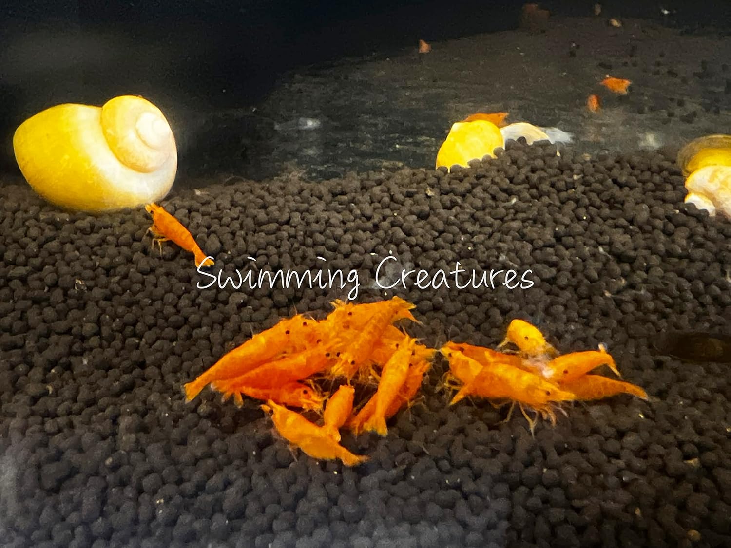 スイミングクリーチャー 10 オレンジ サンキスト ネオカリディナ 淡水水族館 エビライブ到着保証。