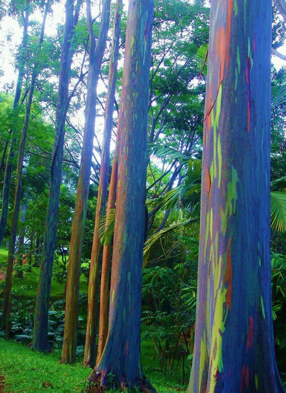Buy Rainbow Eucalyptus Tree , Mindanao Gum Trees, Beautiful Tree s for