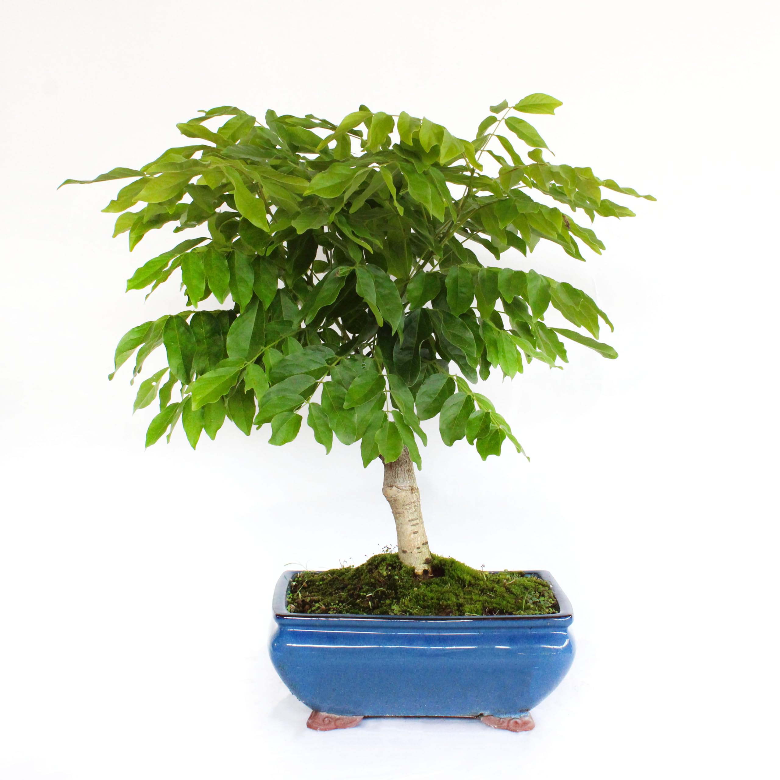 KENTIS - Bonsai Wisteria Floribunda Alba - Bonsai Glyzinie Made in Japan -  Weie Blume - Echte Outdoor Pflanzen - H 45-50 cm Keramiktopf  25 cm :  Amazon.de: Garten