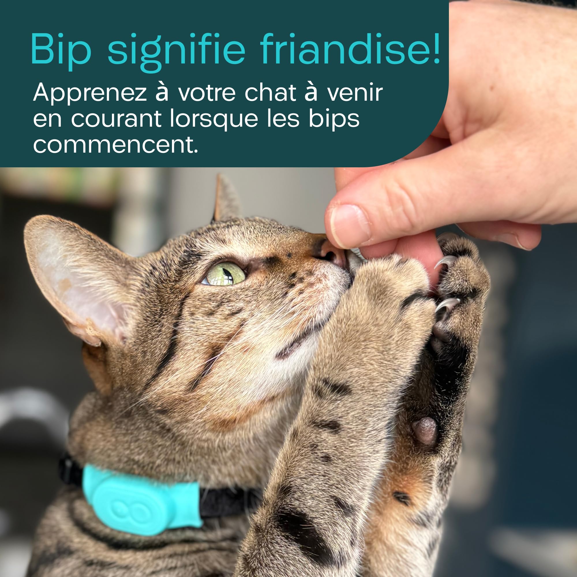 Traceur Tabcat V2 pour chats et chatons - Sans abonnement mensuel | 2 balises de localisation légères, étuis et boîtier de suivi | Plus précis que le GPS | Suivi de 2 chats à 2,5 cm et portée de 150 m