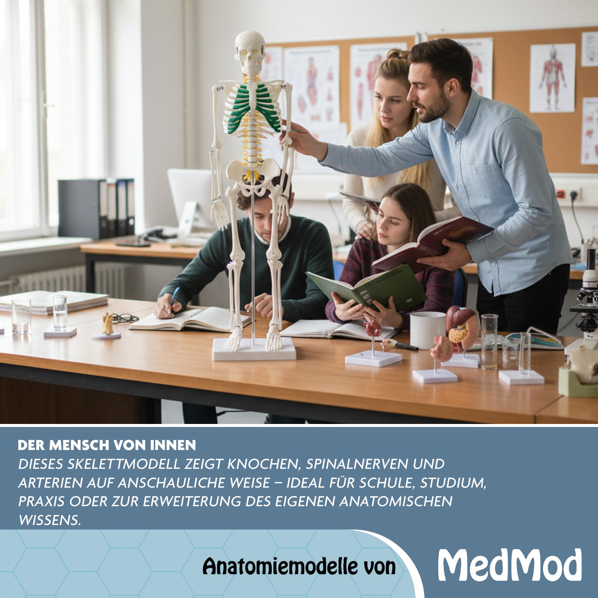 Anatomie Skelett 87 cm, detailliertes menschliches Skelett aus PVC mit Spinalnerven, Arterien und Bandscheibenvorfall, für Schule, Studium und Anatomie-Training, Lehrmodell