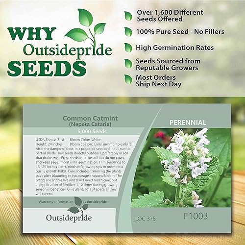 Miniatura 4 de Outsidepride 5000 Semillas Perennes Nepeta Cataria Común Hierba Hierba Jardín Semillas para Plantar