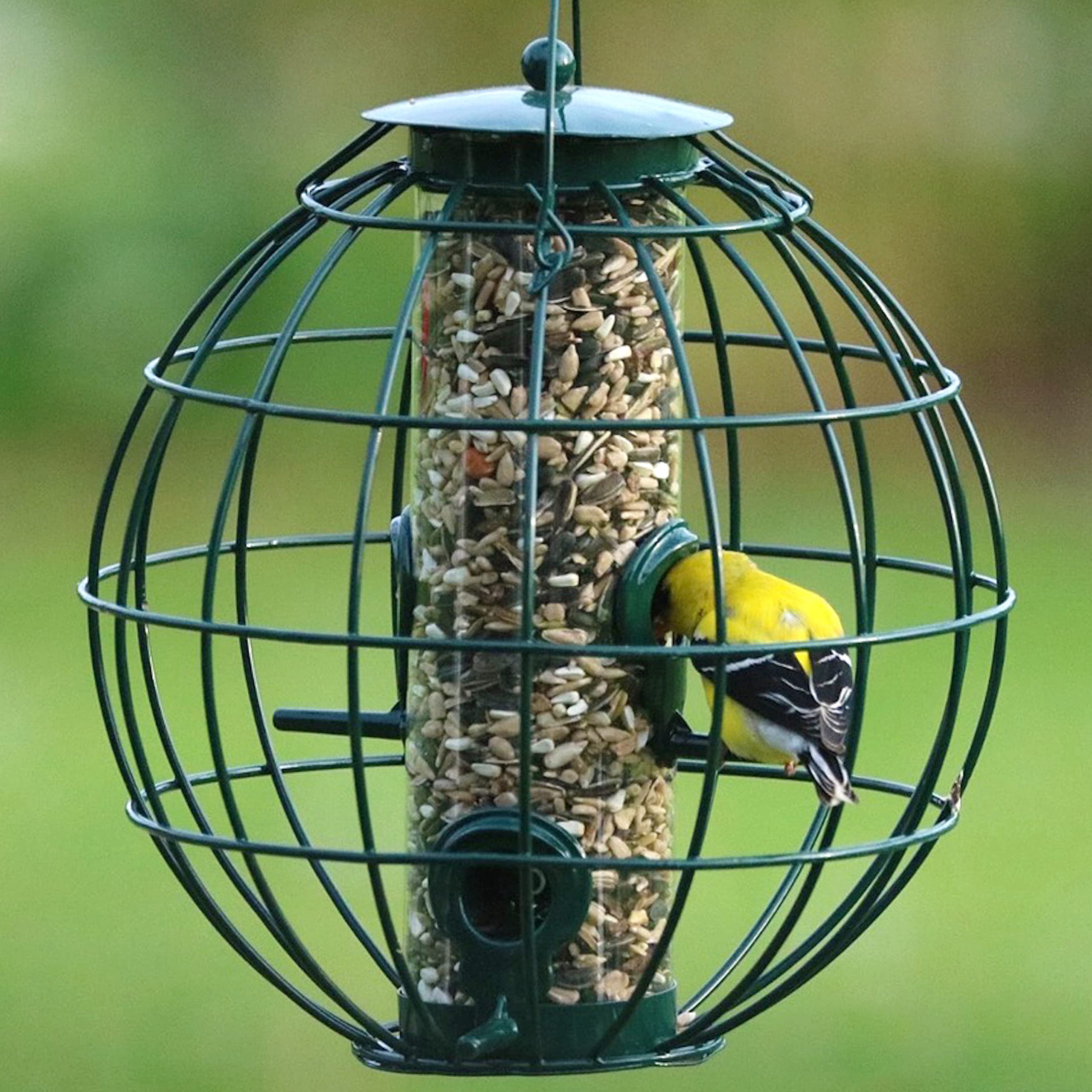 Stokes Caged Bird Feeder At Paul Caison Blog Stokes Caged Bird Feeder At Paul Caison Blog