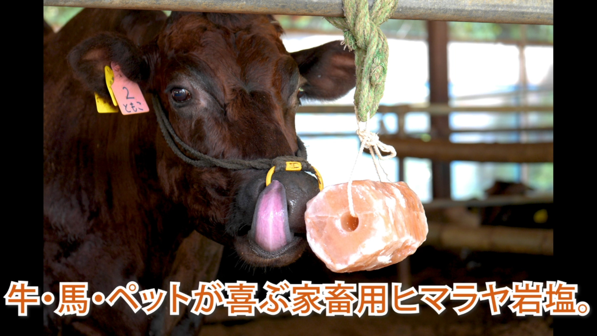 Amazon.co.jp: 梅研本舗 岩塩 アニマルソルト 家畜用岩塩 家畜用