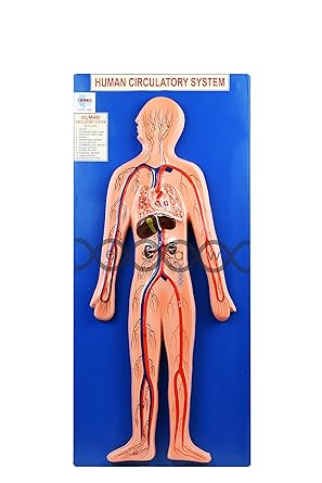 Esaw Human Circulatory System Model