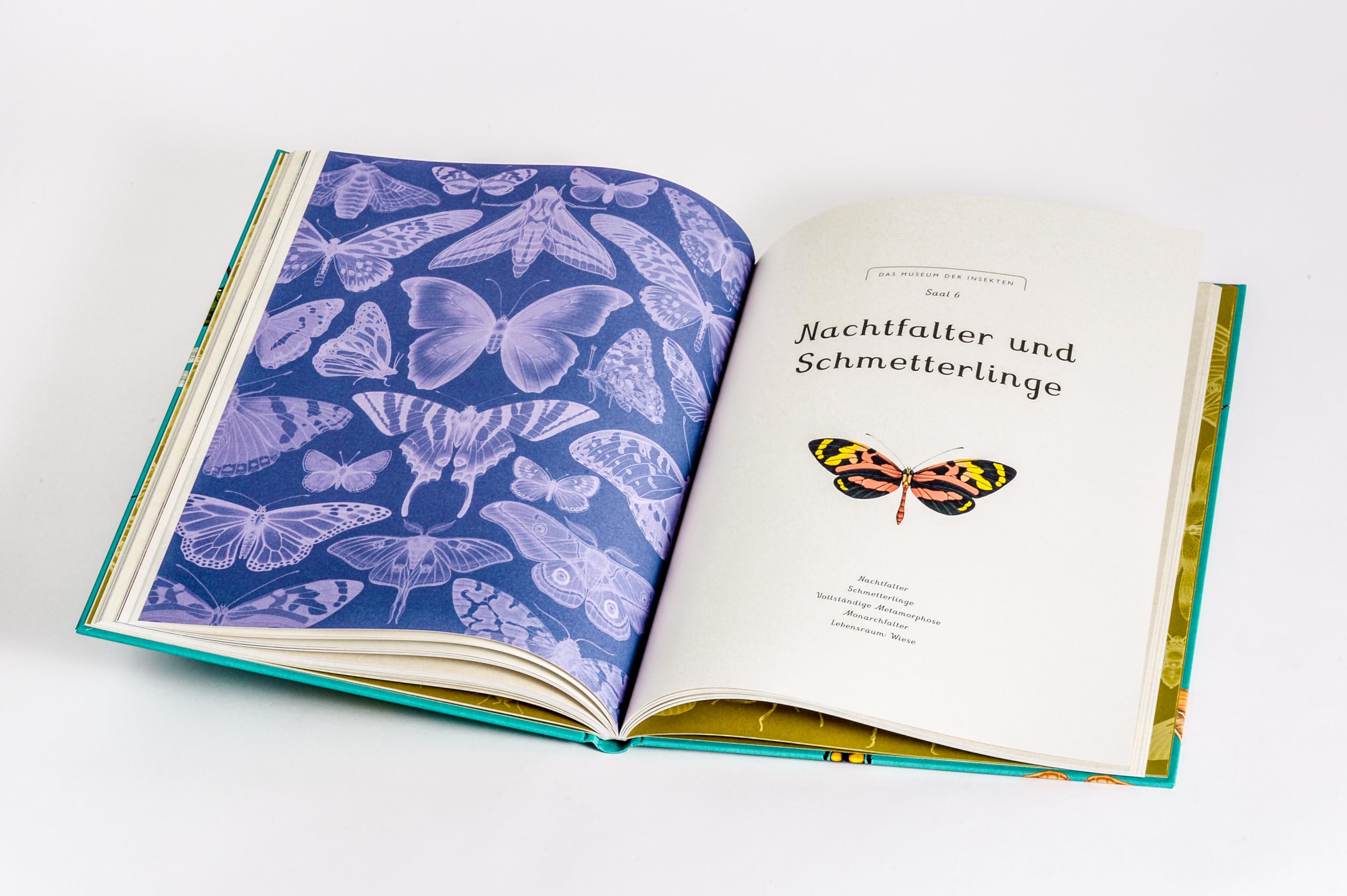 Das Museum der Insekten: Eintritt frei! - Sachbilderbuch im Großformat für Kinder ab 8 Jahren mit faszinierenden Illustrationen von Emily Carter: 16