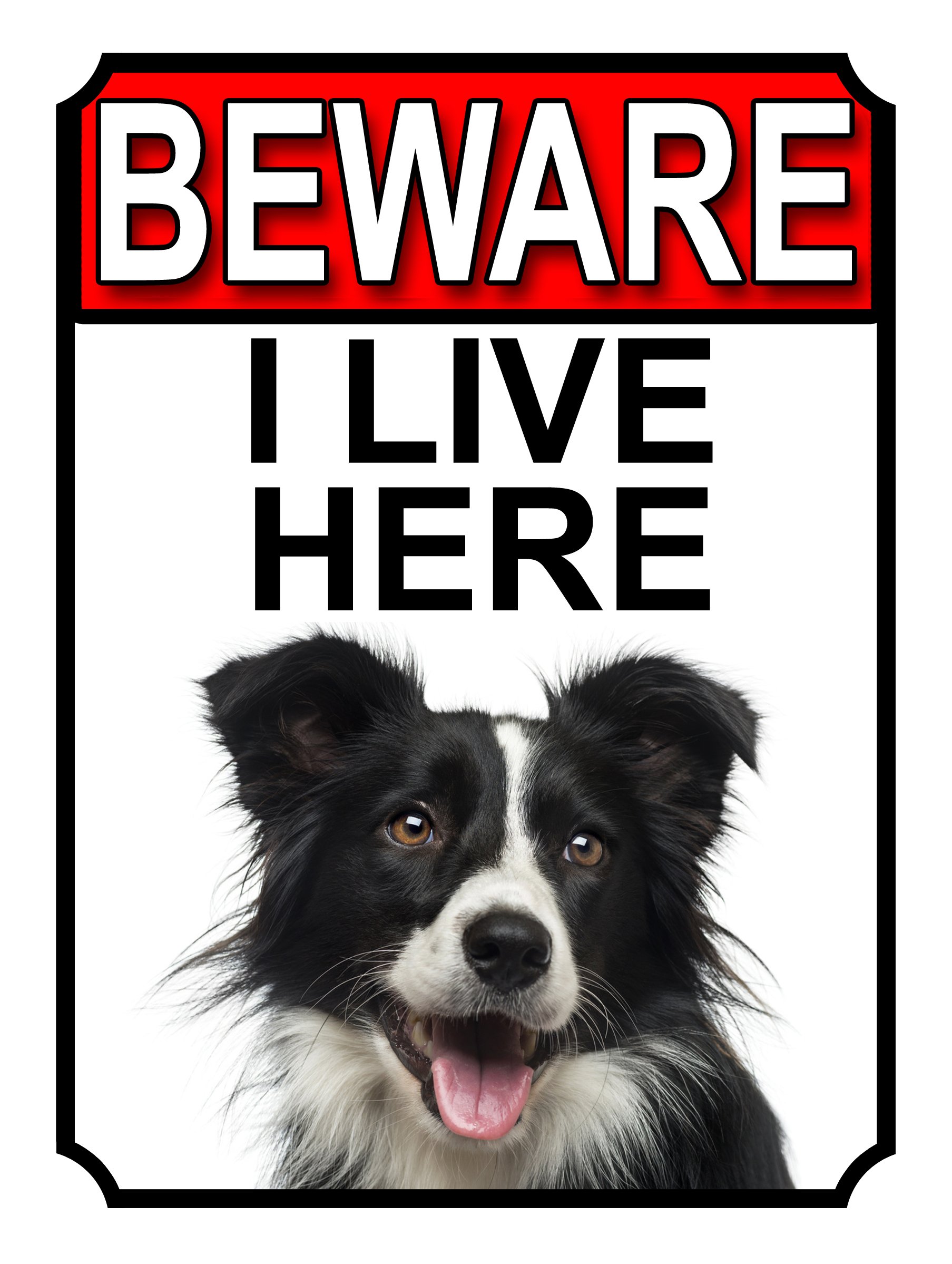 Shawprint Limited BEWARE I LIVE HERE METAL GATE SIGN BORDER COLLIE 200MM X 10MM (1046H1)