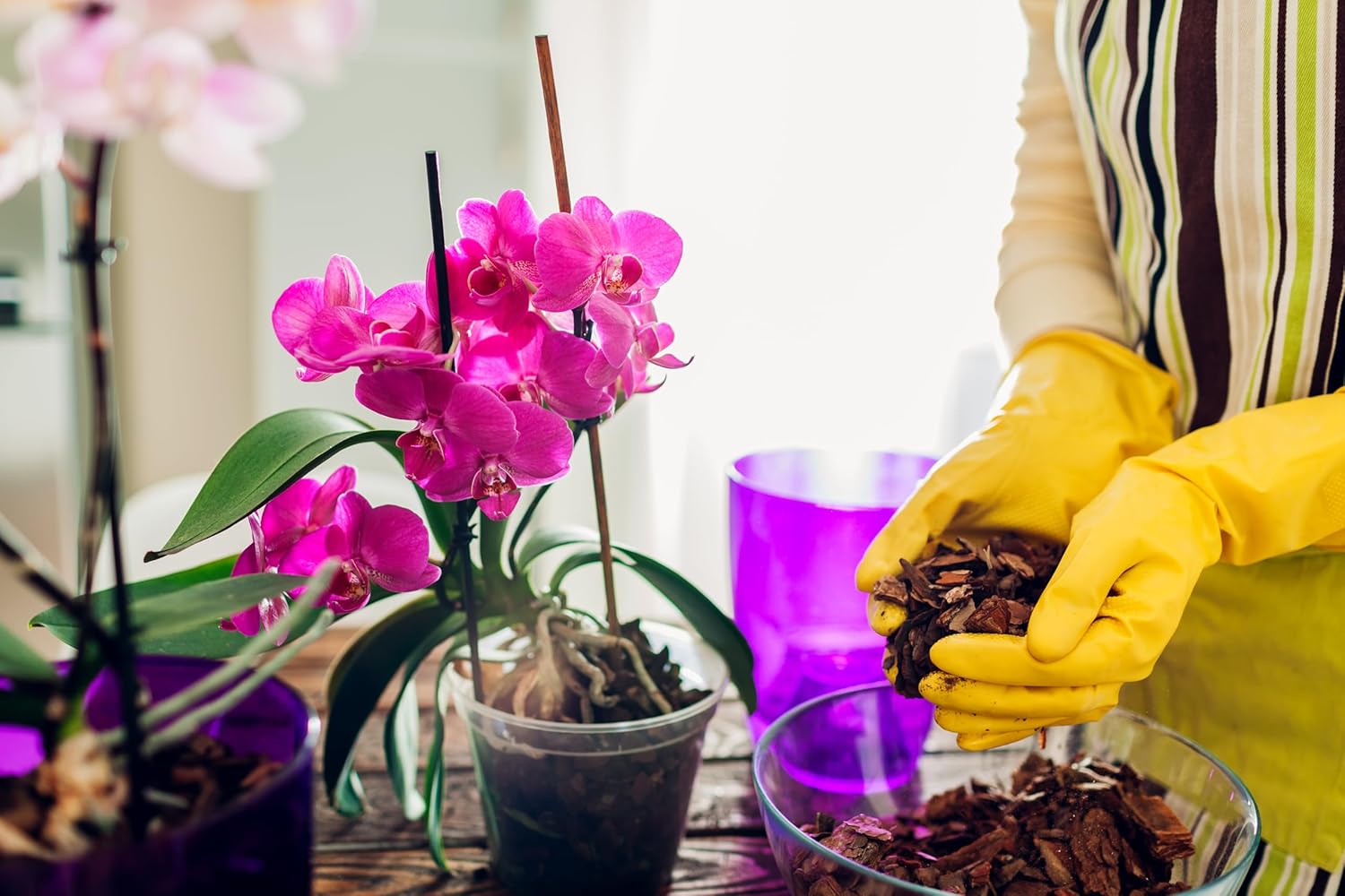 Better-Gro Phalaenopsis Mix - Premium Grade Phalaenopsis Potting Mix for Potting, Repotting, Enhanced Drainage, Air Flow & Root Ventilation, Ideal for Phalaenopsis Orchids - 8 Dry Quarts (Pack of 9)