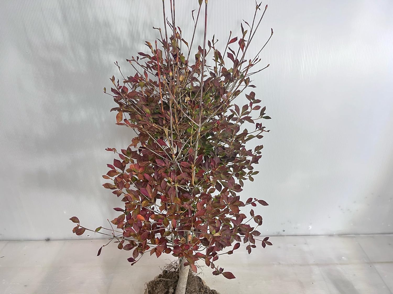 路地苗 高さ0.5ｍ 幅0.3ｍ 苗 枝 生花 苗木 庭木 植木 落葉樹 【Phayao】 紅葉